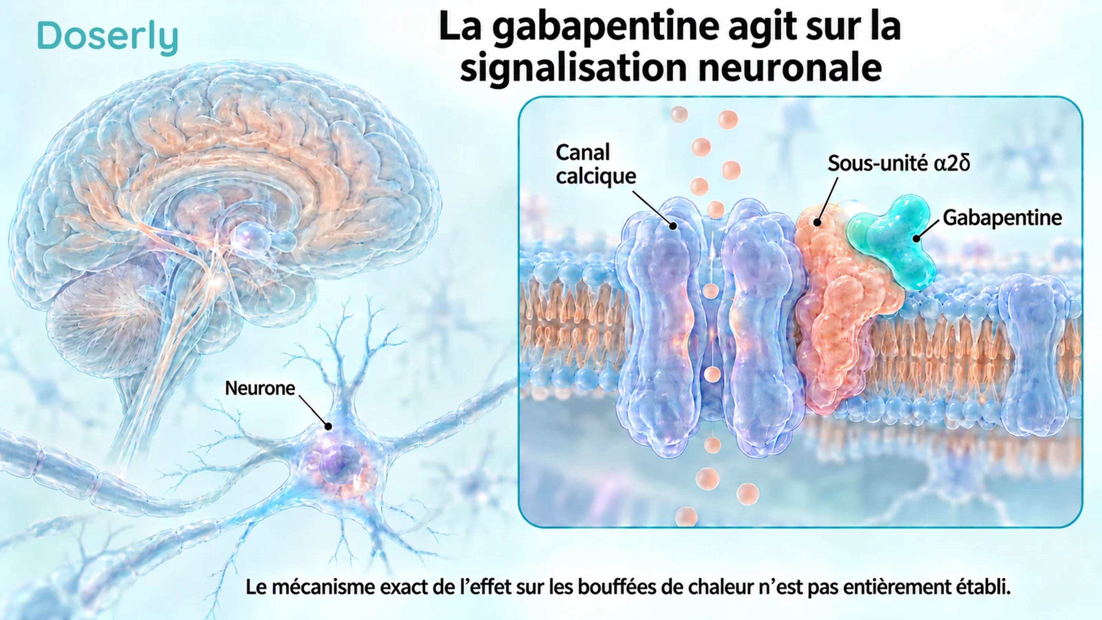 Cerveau et neurone translucides à côté d’un encadré conceptuel montrant un canal calcique membranaire et la gabapentine à la sous-unité alpha-2-delta.