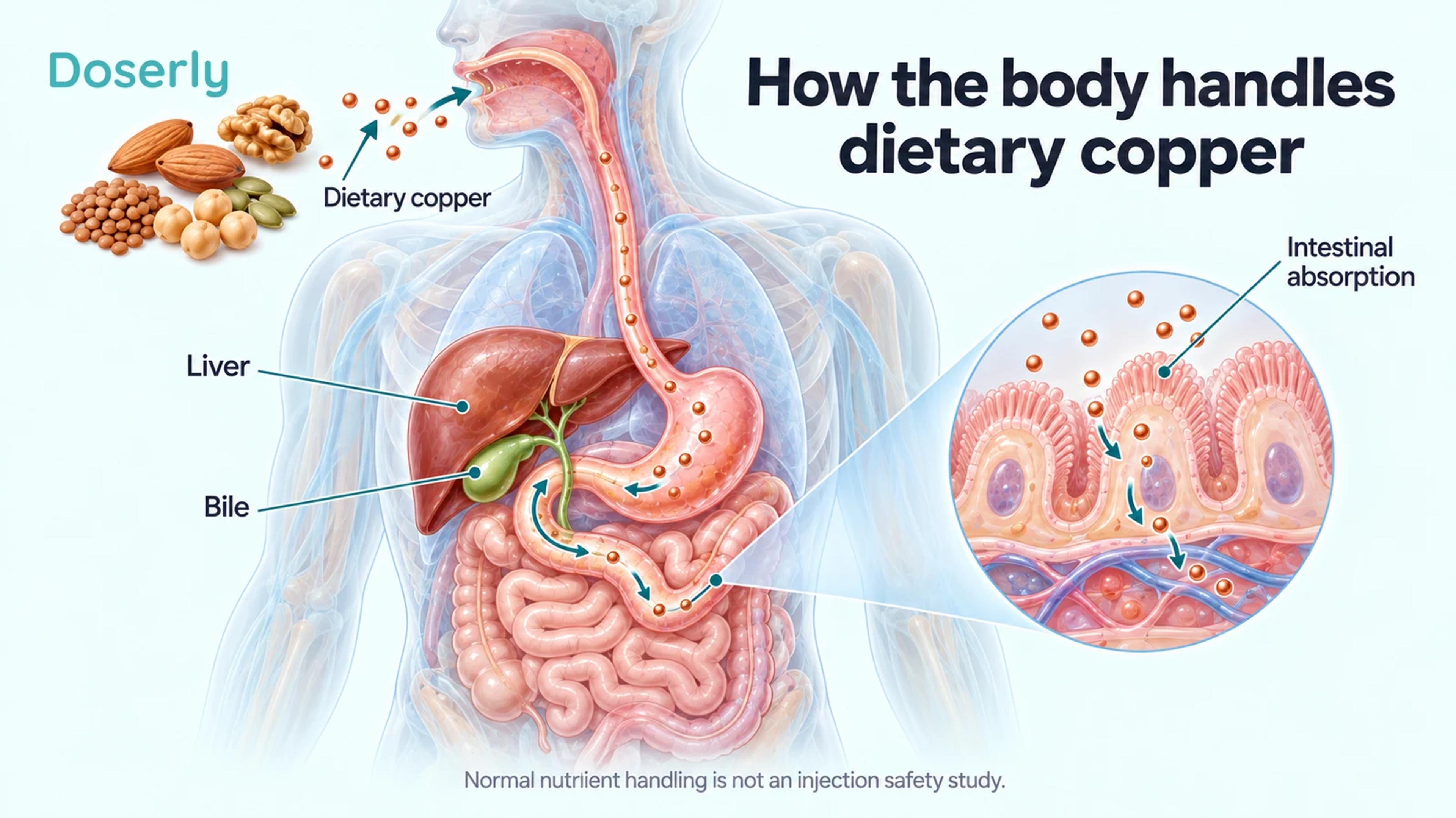 Translucent digestive anatomy showing dietary copper, intestinal absorption, the liver and bile.