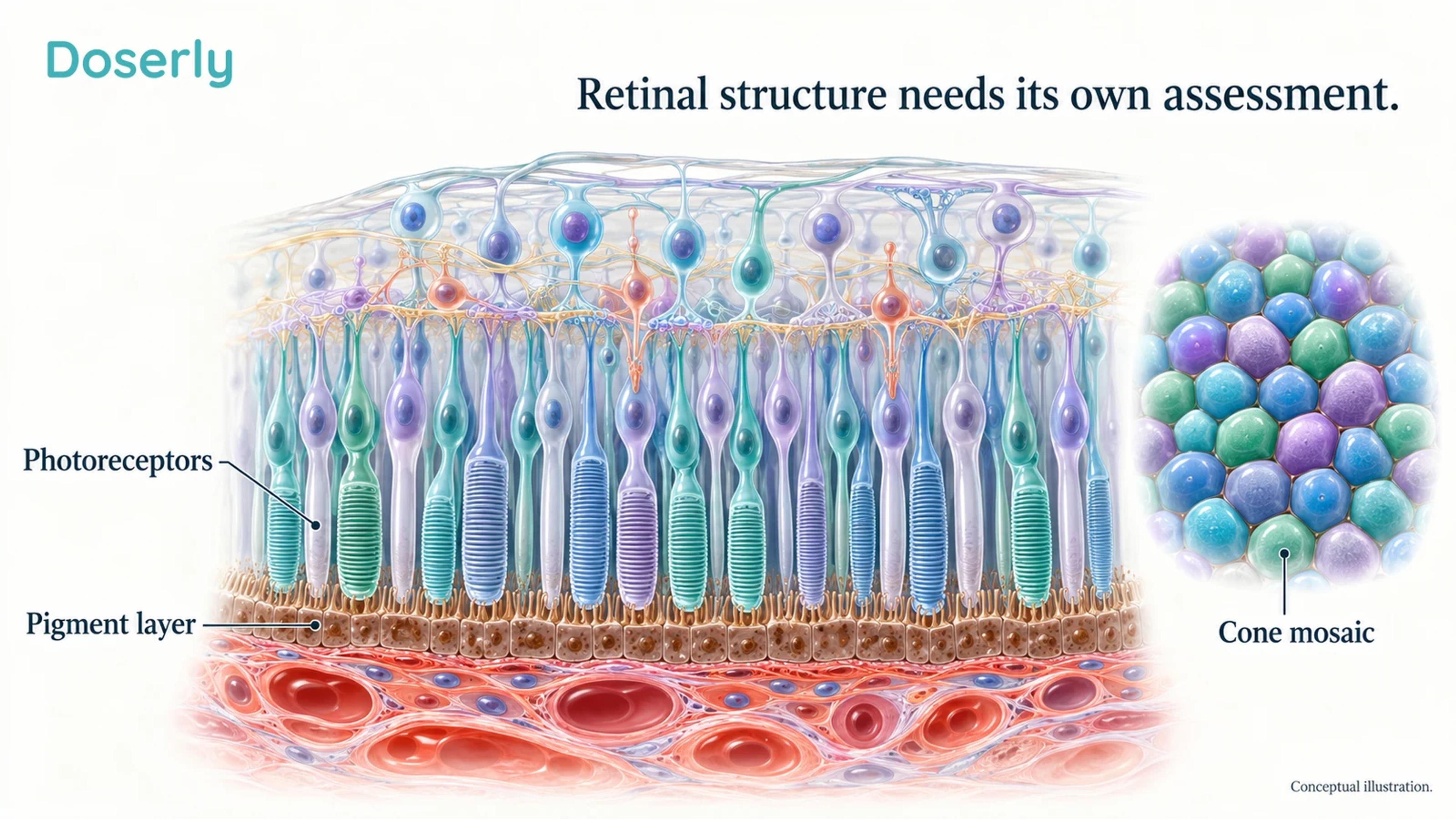 An enlarged retinal cutaway shows photoreceptors with their outer segments facing the pigment epithelium and vascular tissue beneath.