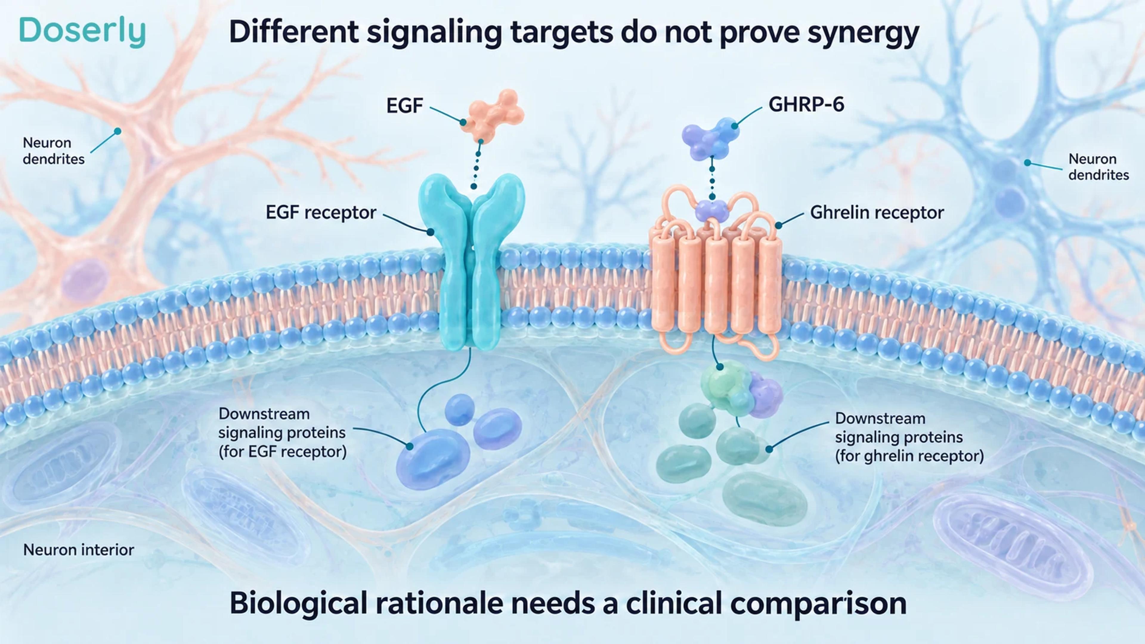 Conceptual cell membrane with separate EGF and ghrelin receptors and their distinct signaling components