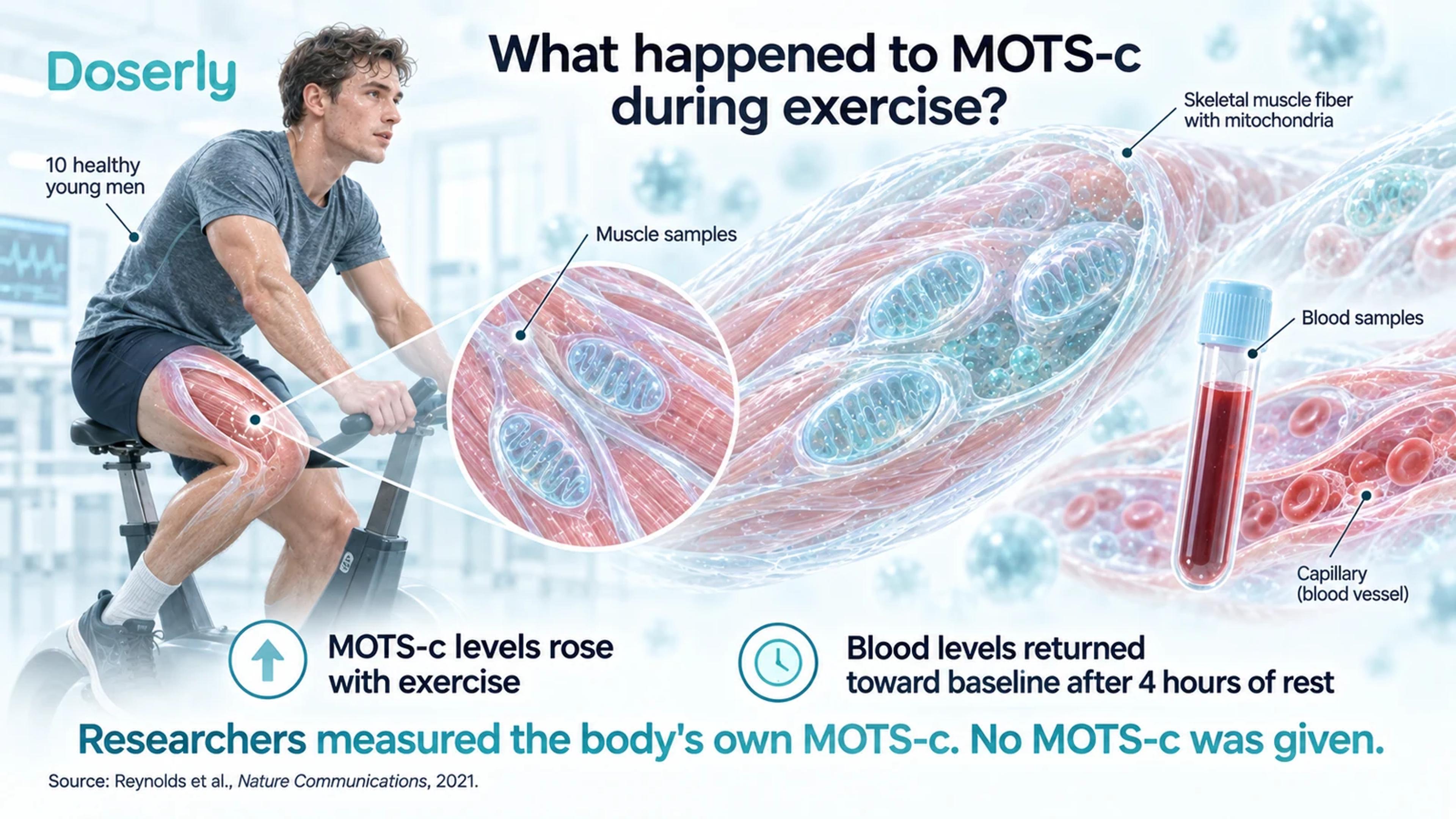 A stationary-bike exercise session alongside magnified muscle tissue and a blood sample, explaining how researchers measured the body's own MOTS-c in ten healthy young men.