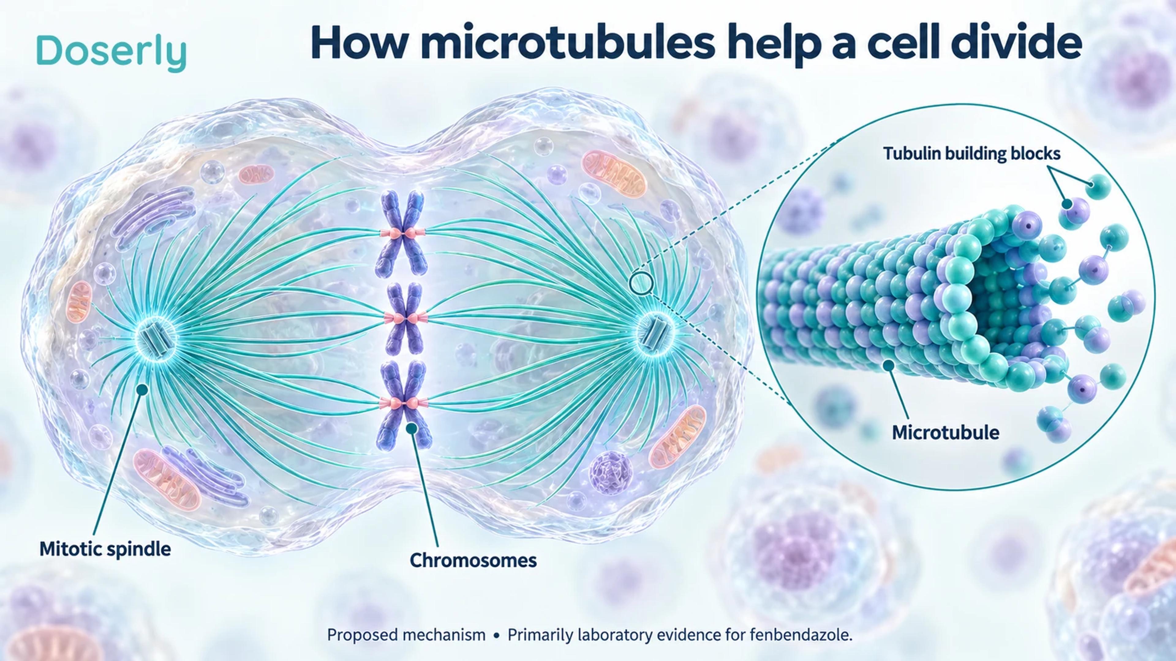 Detailed conceptual illustration of a dividing cell, chromosomes, the microtubule spindle and a magnified tubulin structure.