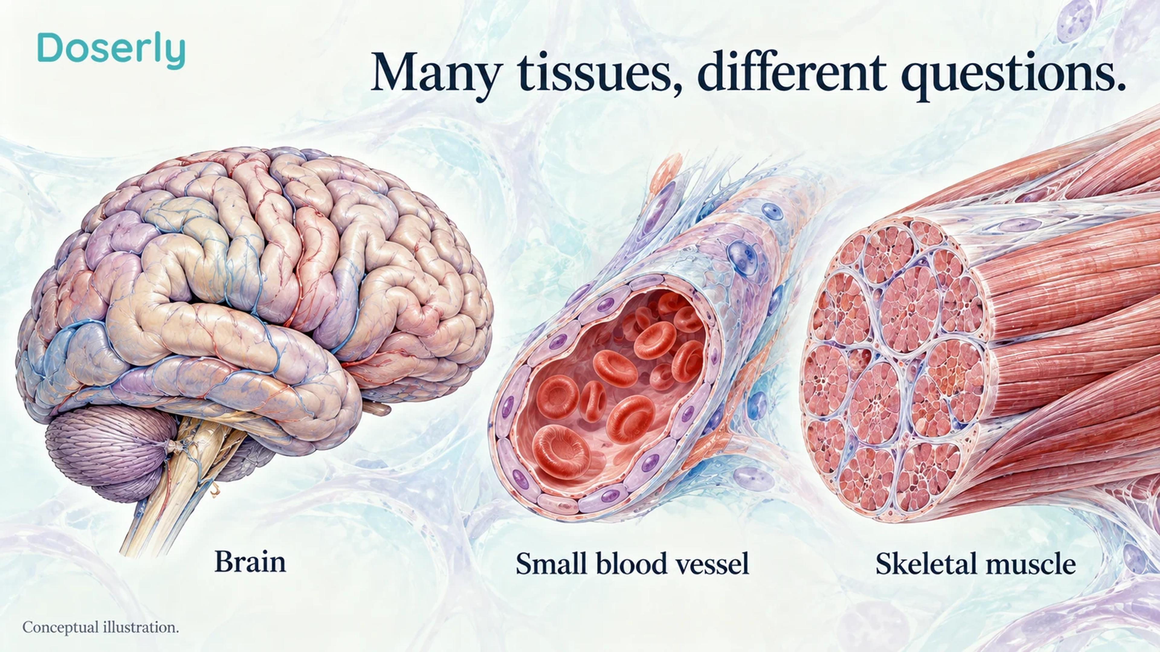 Conceptual anatomy places the brain, a small blood vessel and skeletal muscle in separate views relevant to long COVID research.