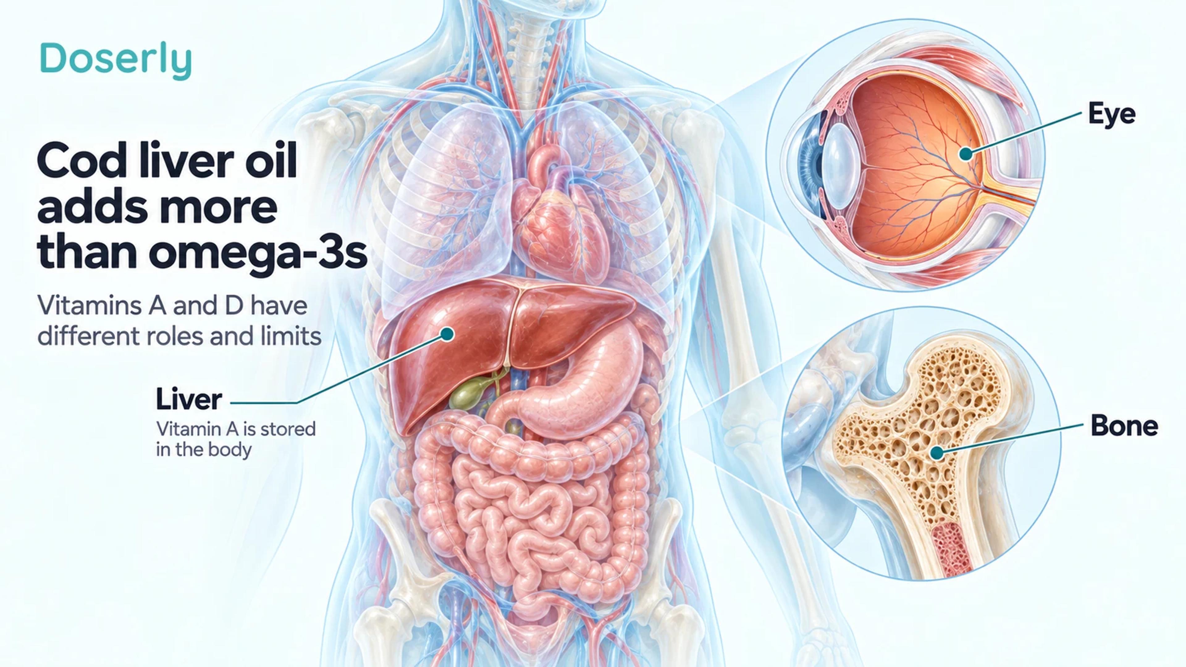Translucent torso with liver, eye and bone details illustrating the separate nutritional roles of vitamins in cod liver oil