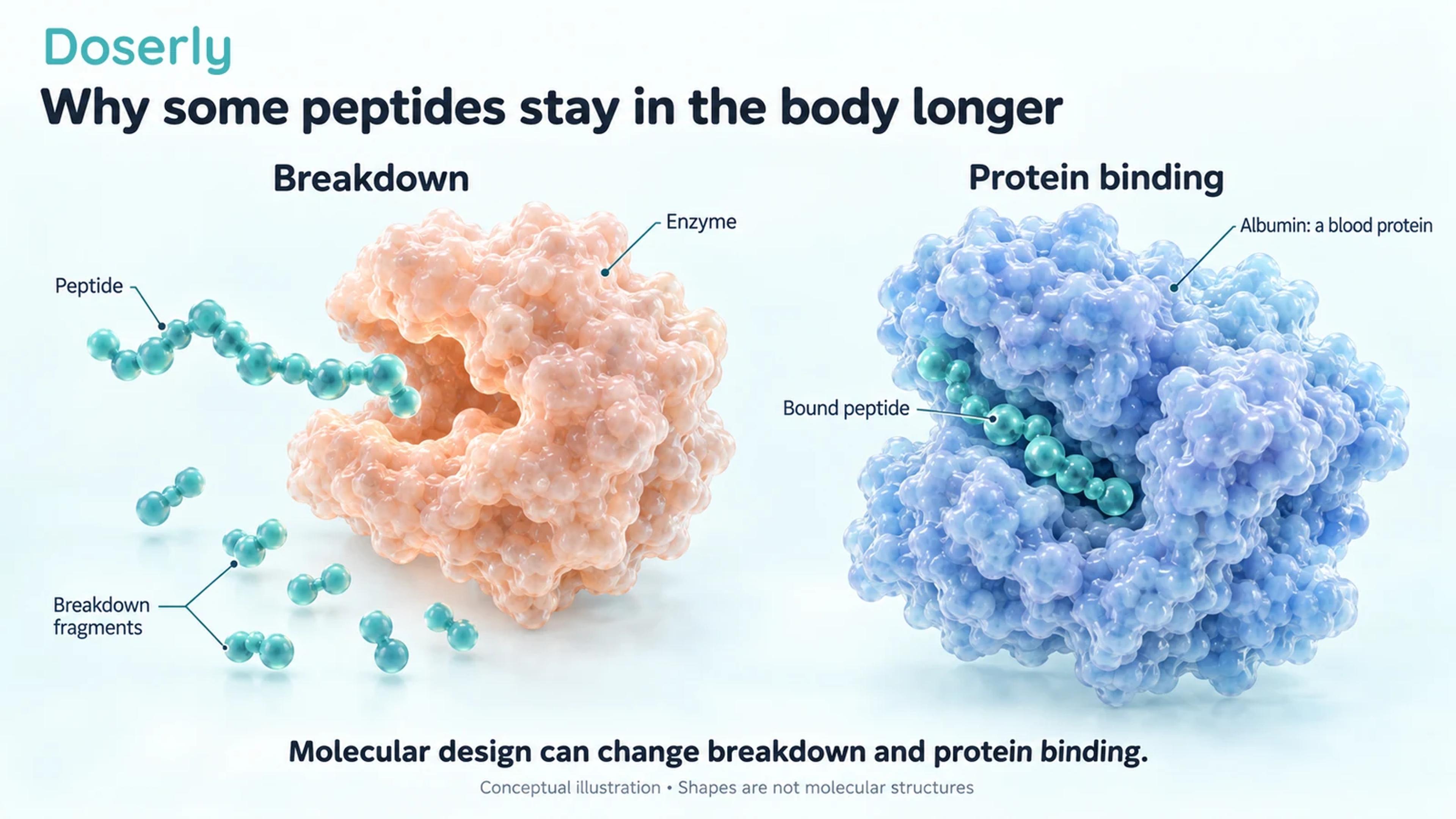 Conceptual peptide chain beside a breakdown enzyme and fragments, with a second peptide shown bound to the blood protein albumin.