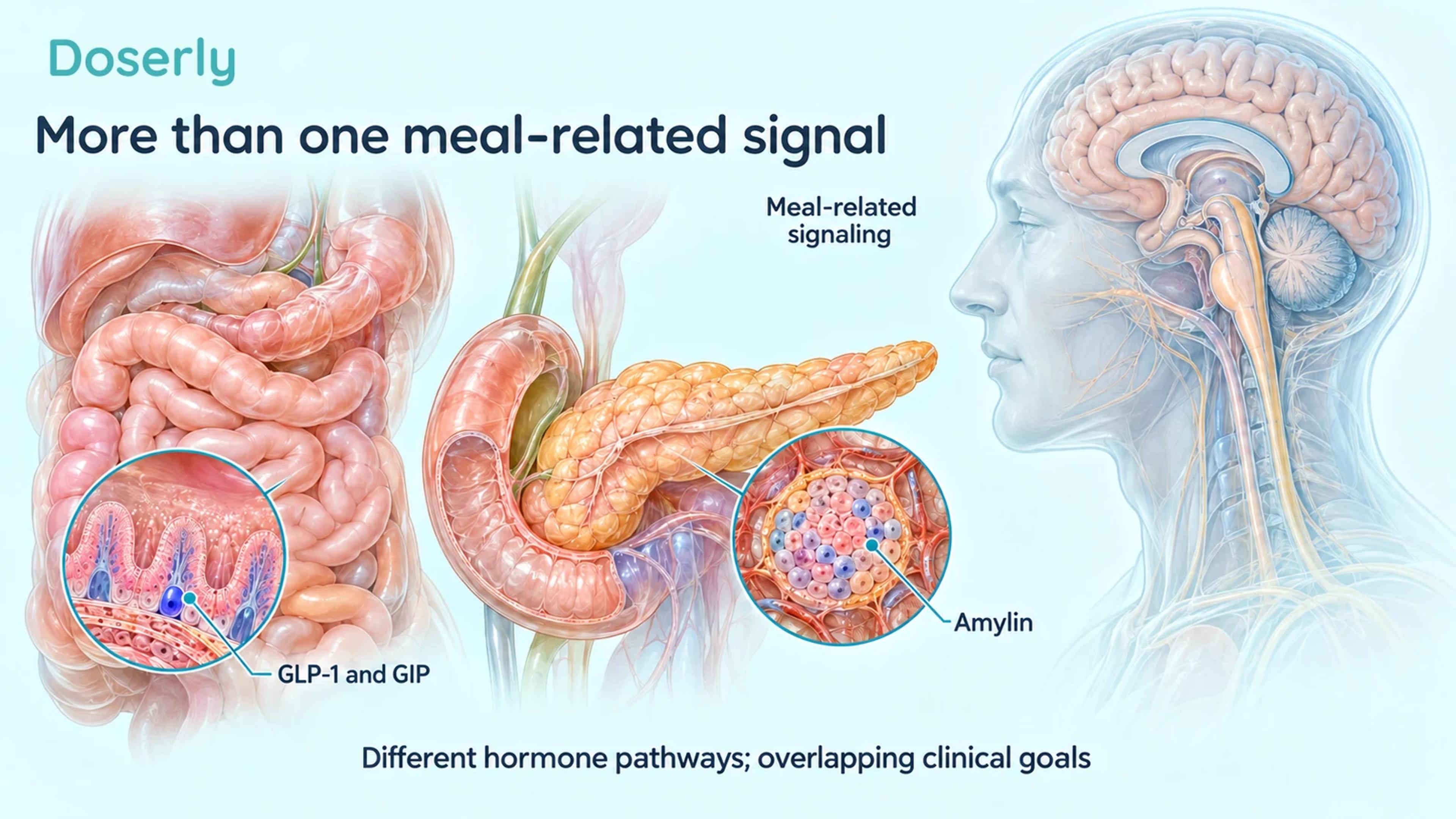 Pancreatic, intestinal and brainstem anatomy introduces different meal-related hormone pathways.