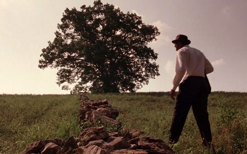 Oak Tree in Buxton, Maine