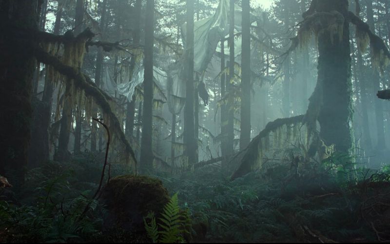 American Forest