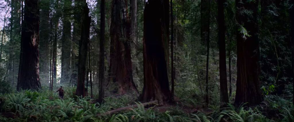 The Forest