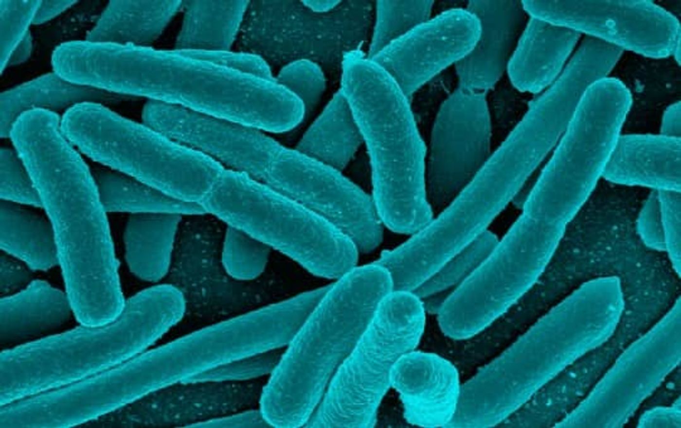 good and bad bacteria