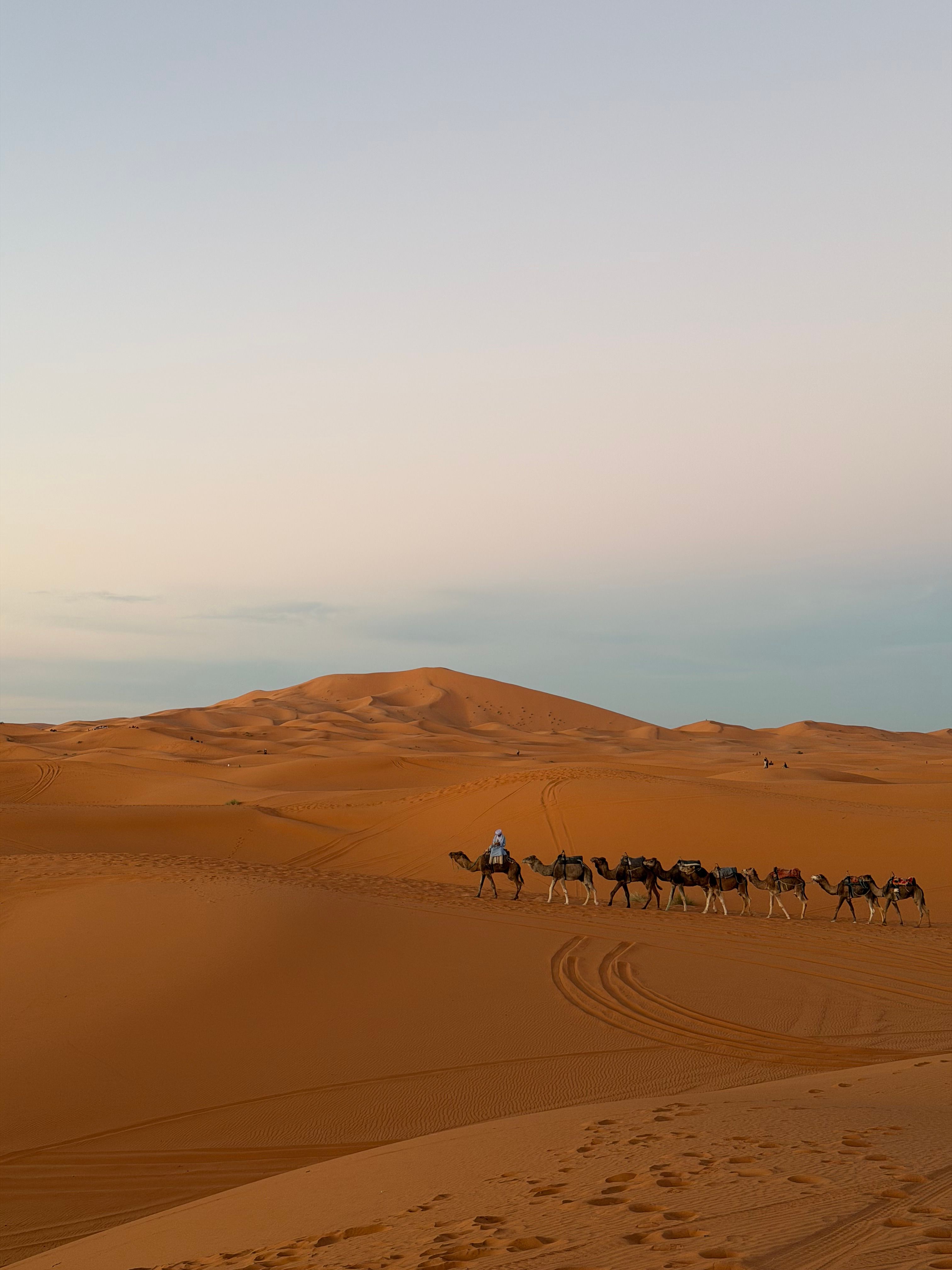 Desert Experience