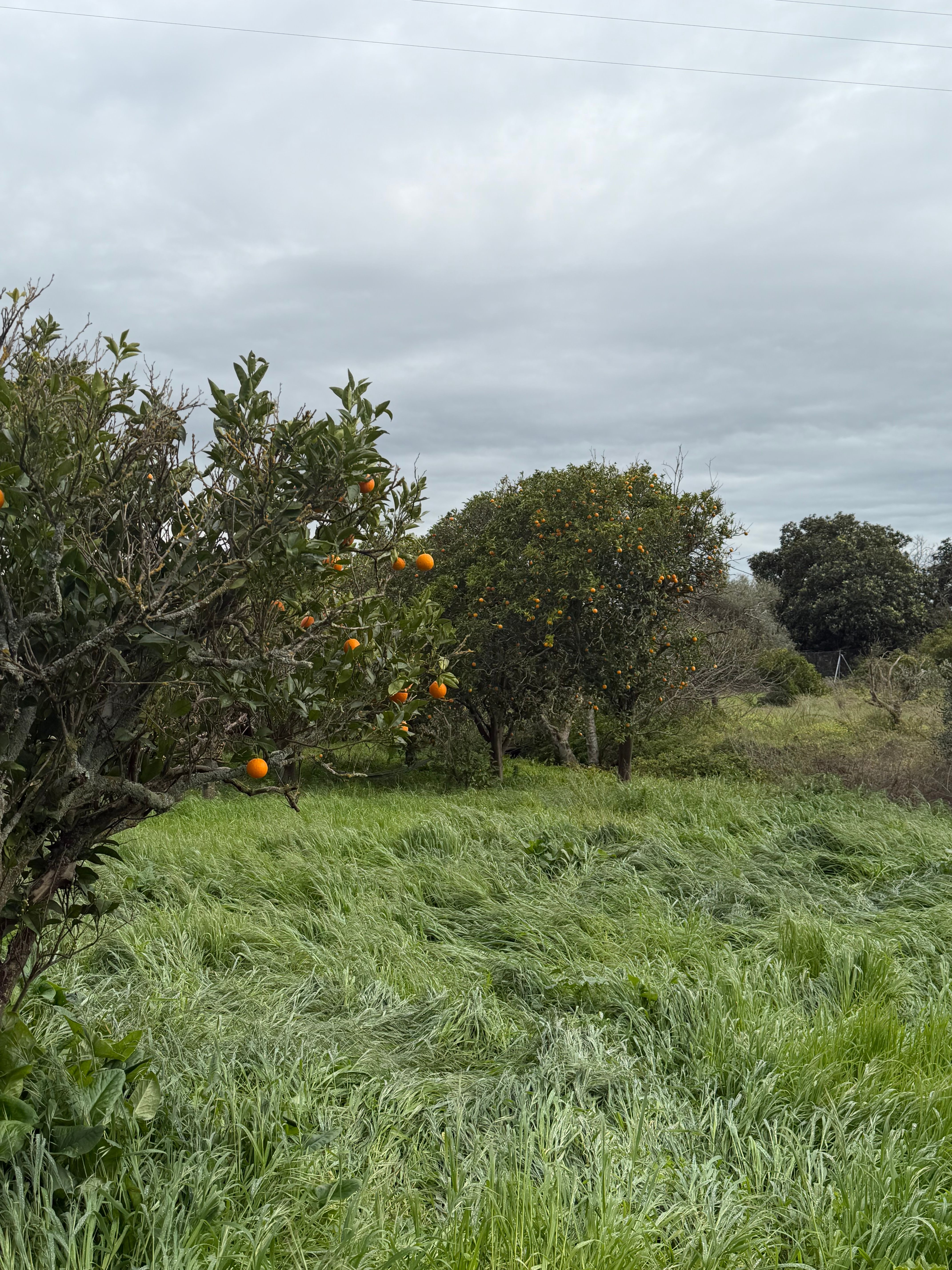 Conflicted Musings of Life on A Farm in Portugal
