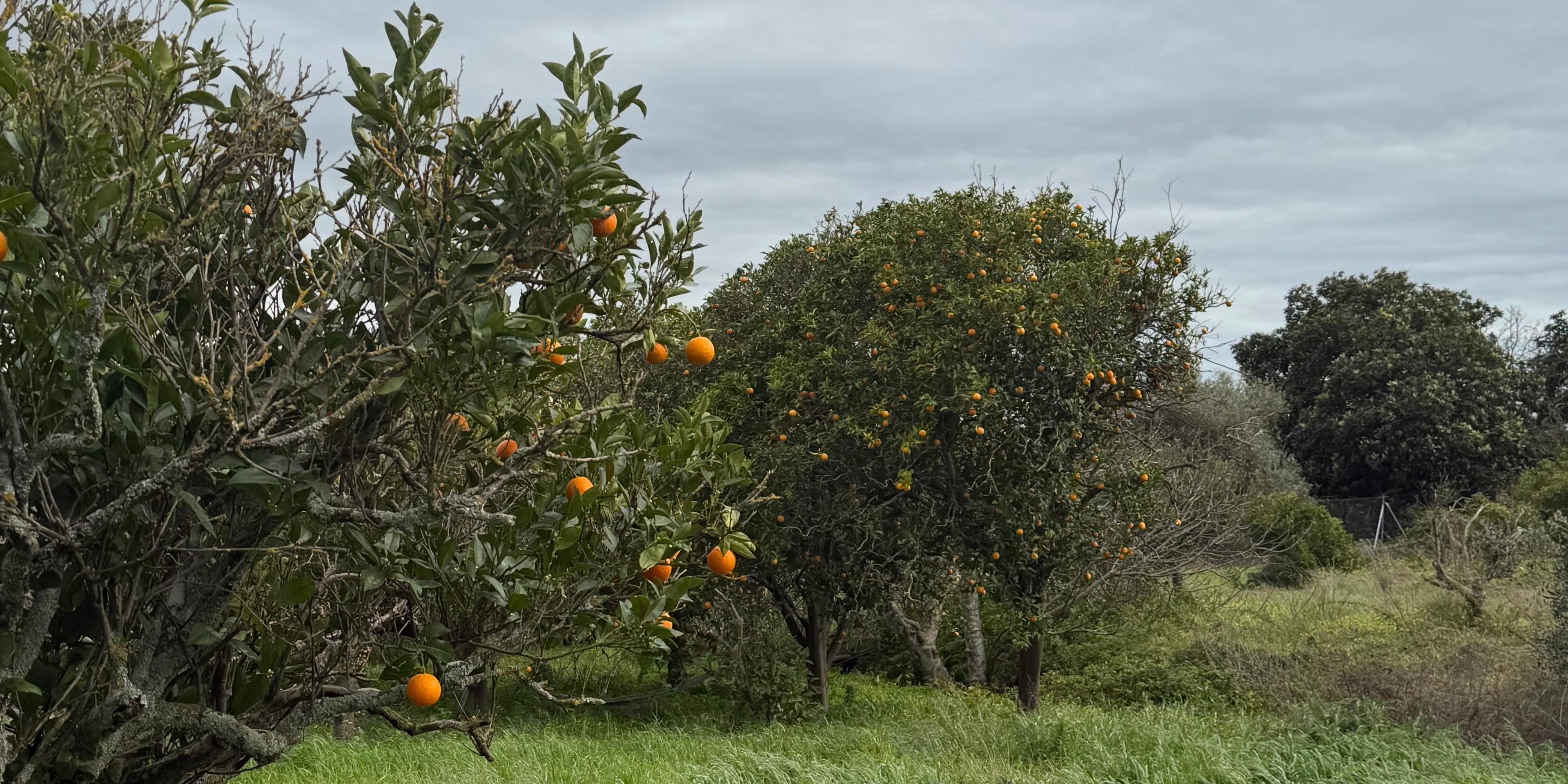 Conflicted Musings of Life on A Farm in Portugal