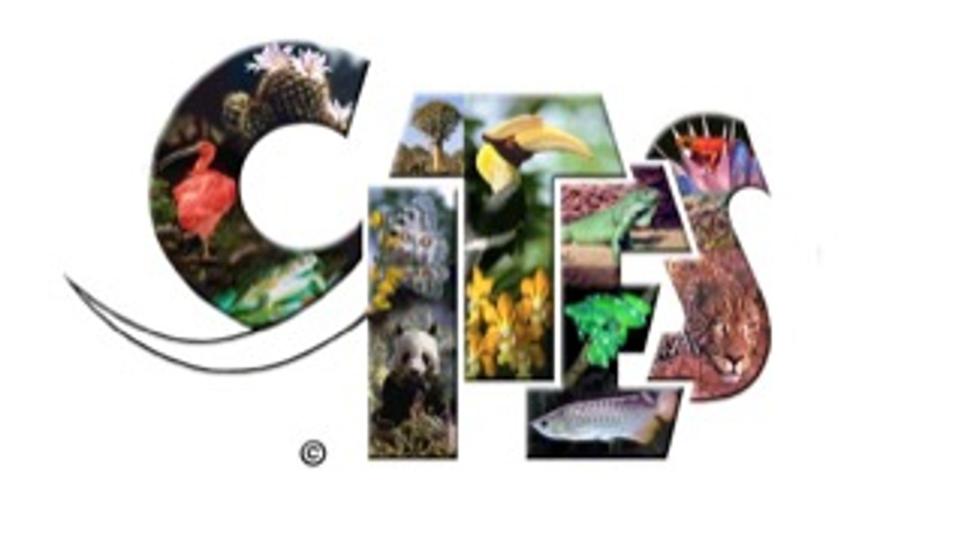 Cites Promotional Video