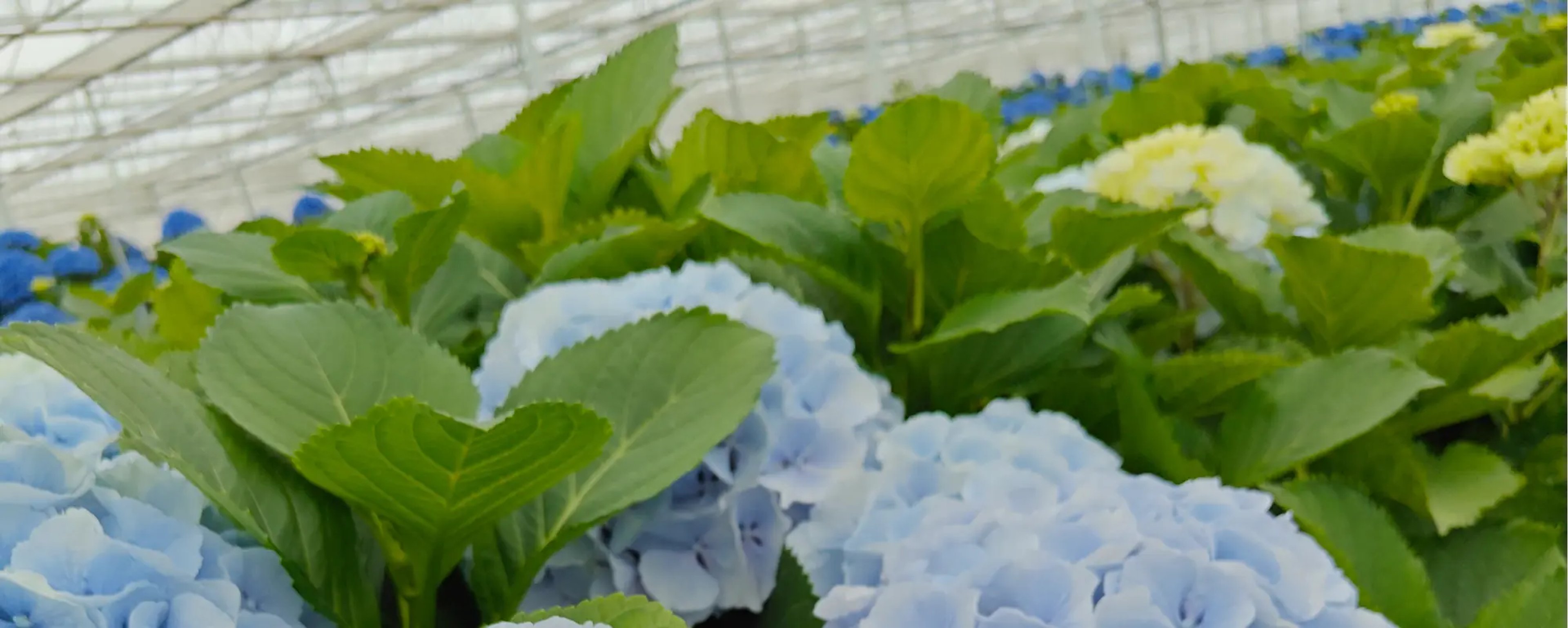 Pico Bello Hortensia – header