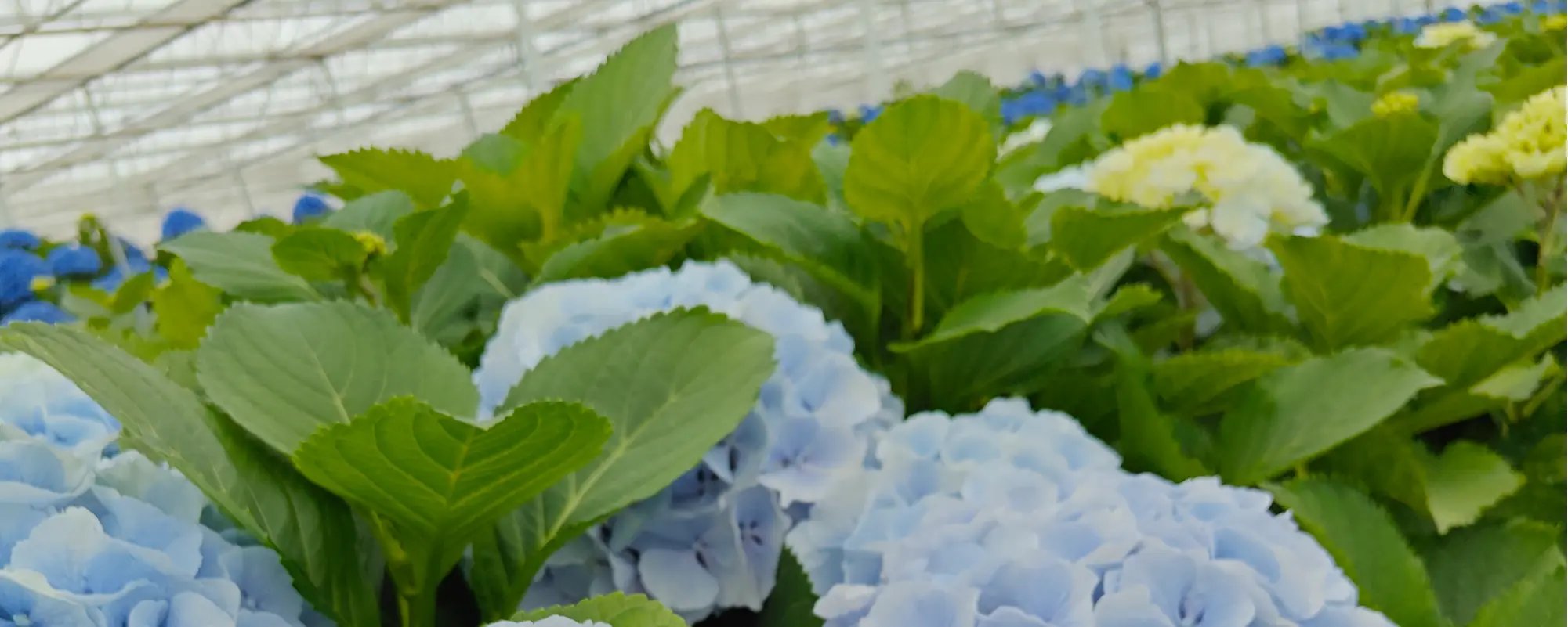 Pico Bello Hortensia – header