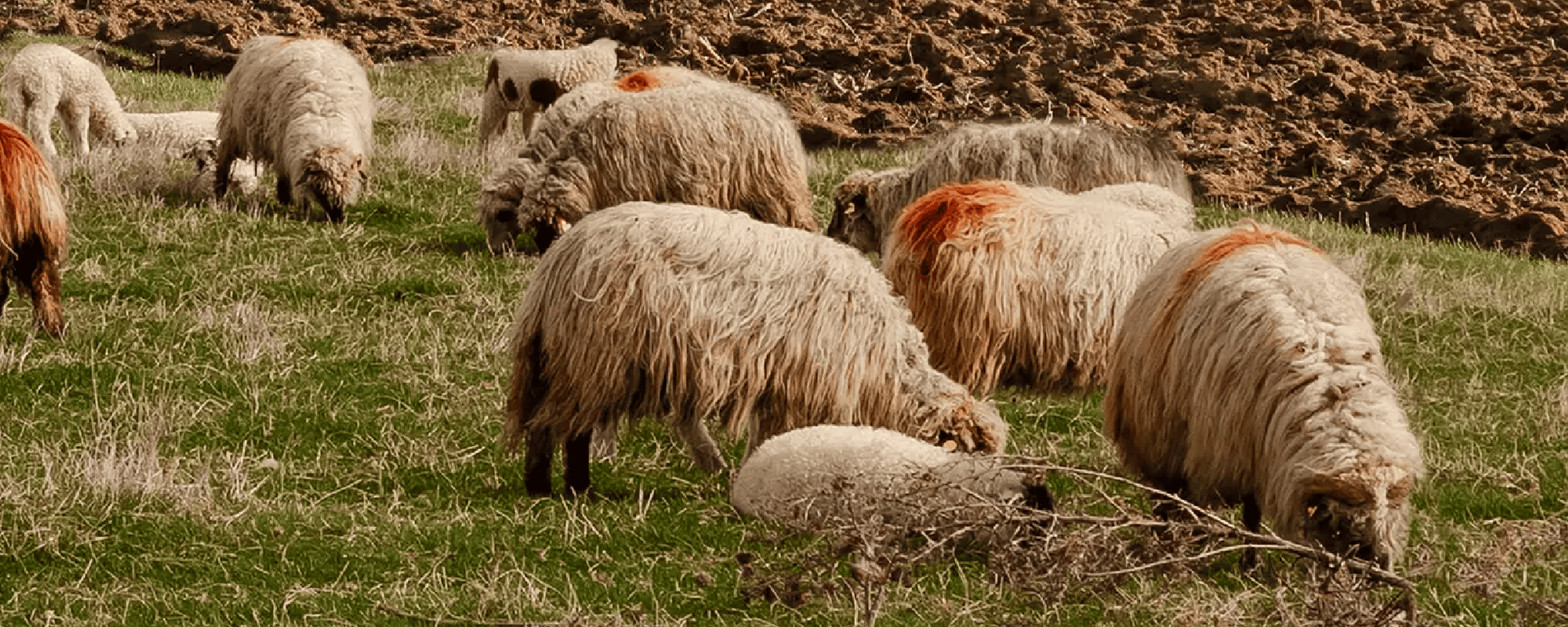 Oltview – header