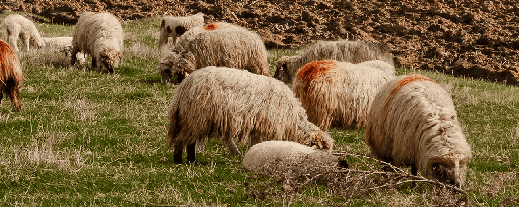 Oltview – header