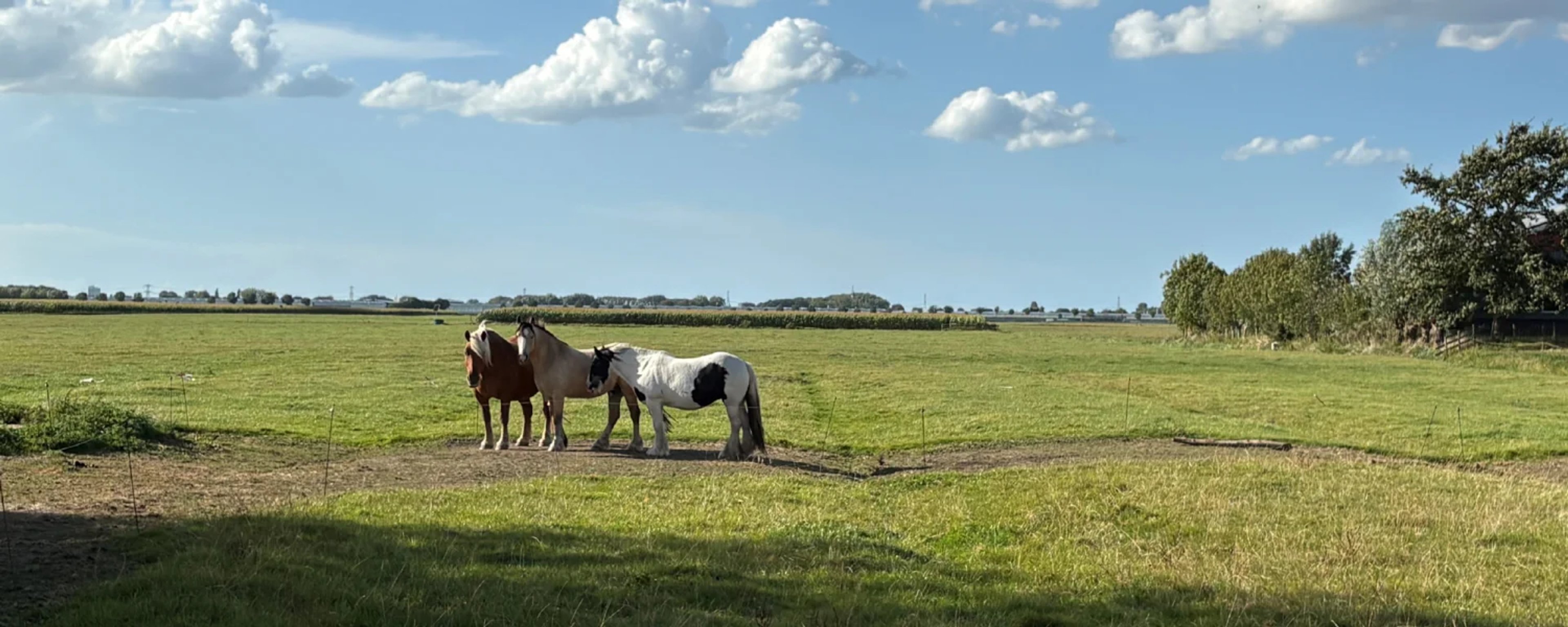 Paarden Partners – header
