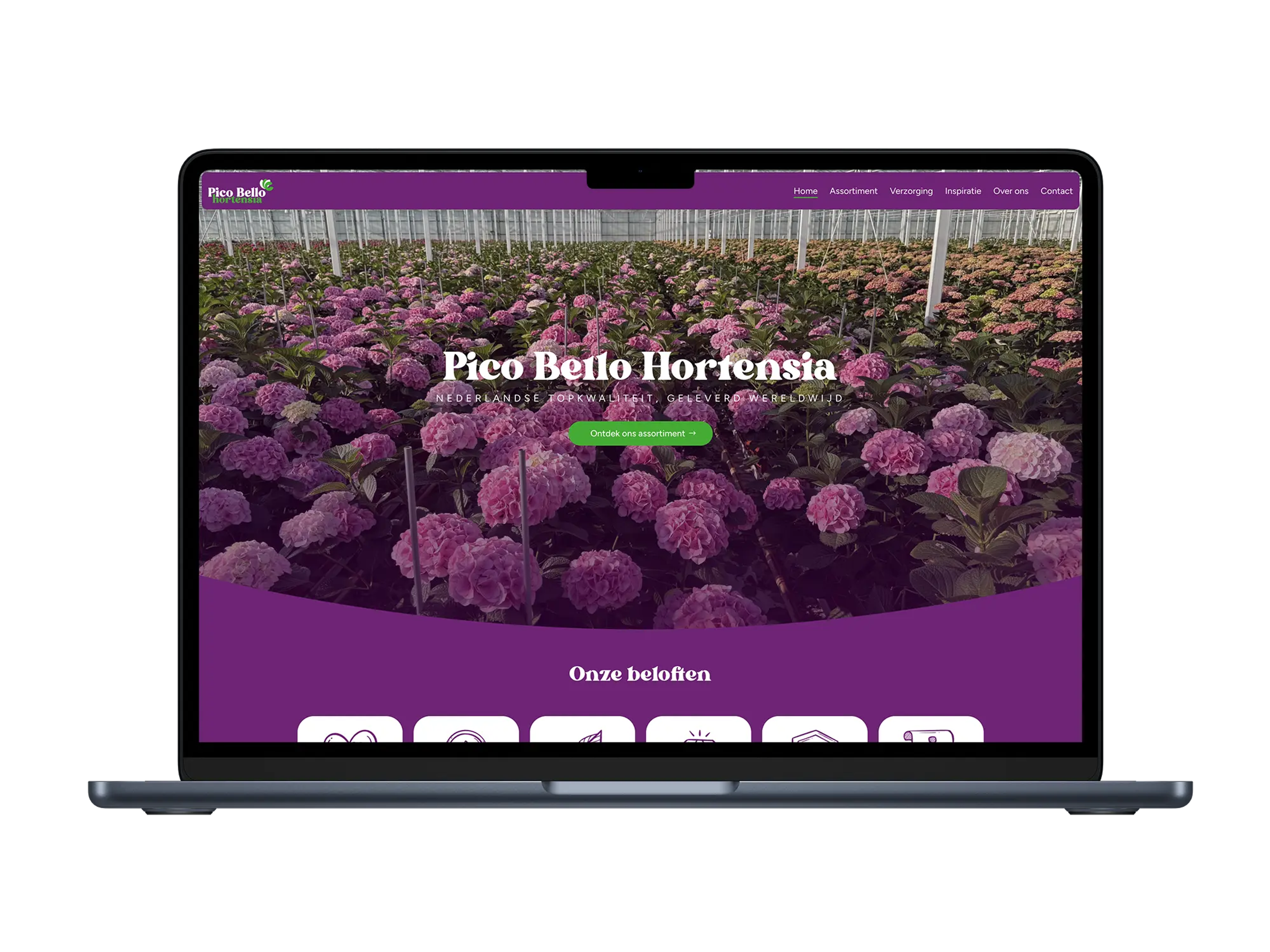Pico Bello Hortensia – mockup