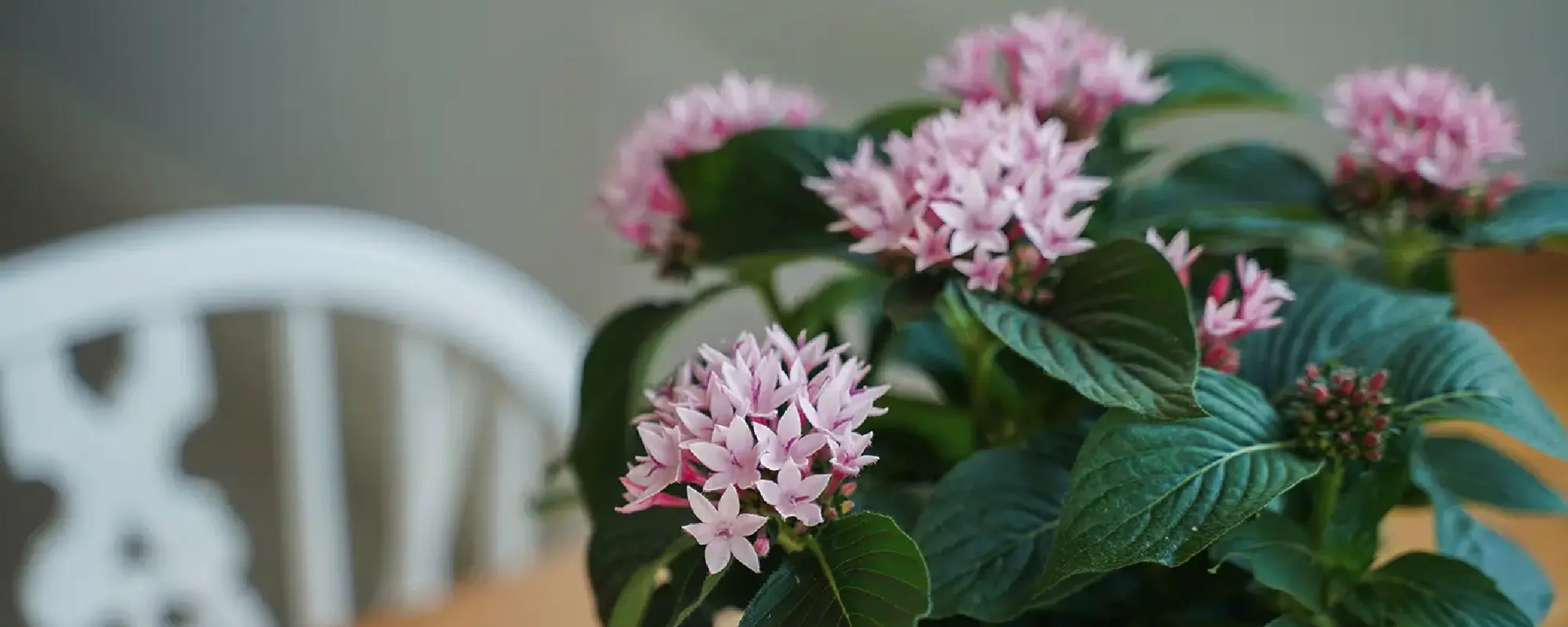 Richplant – header