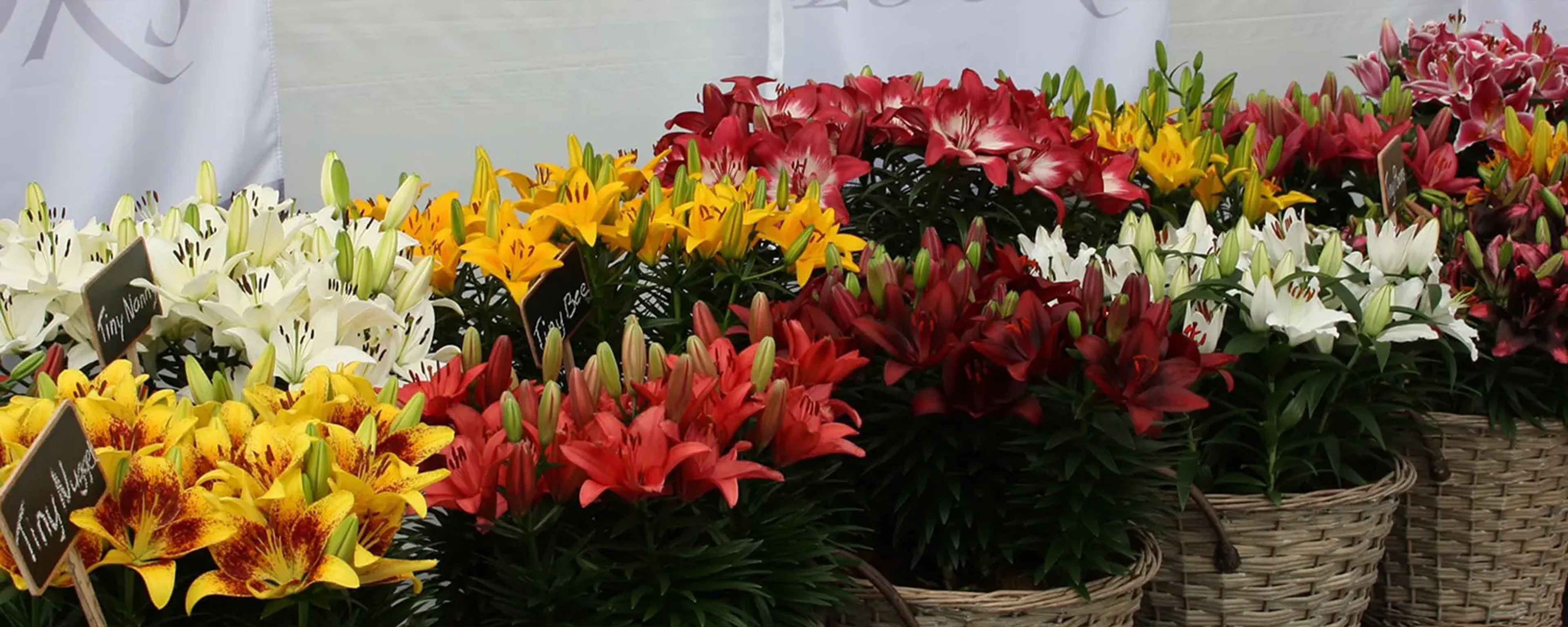 Lily Looks – header