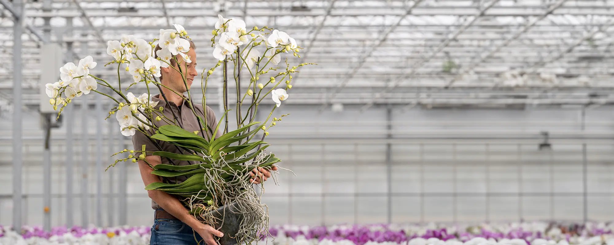 Opti-flor – header