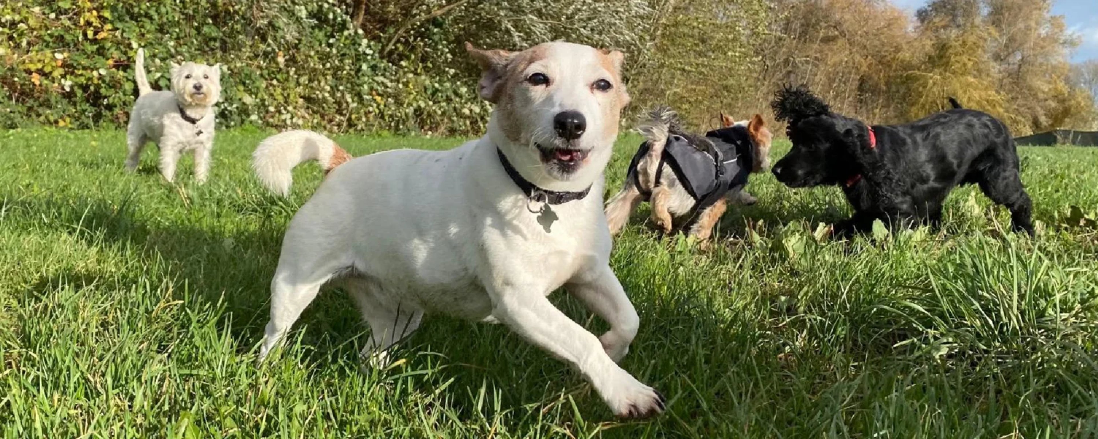 JP’s Pack Doggy Day Care – header