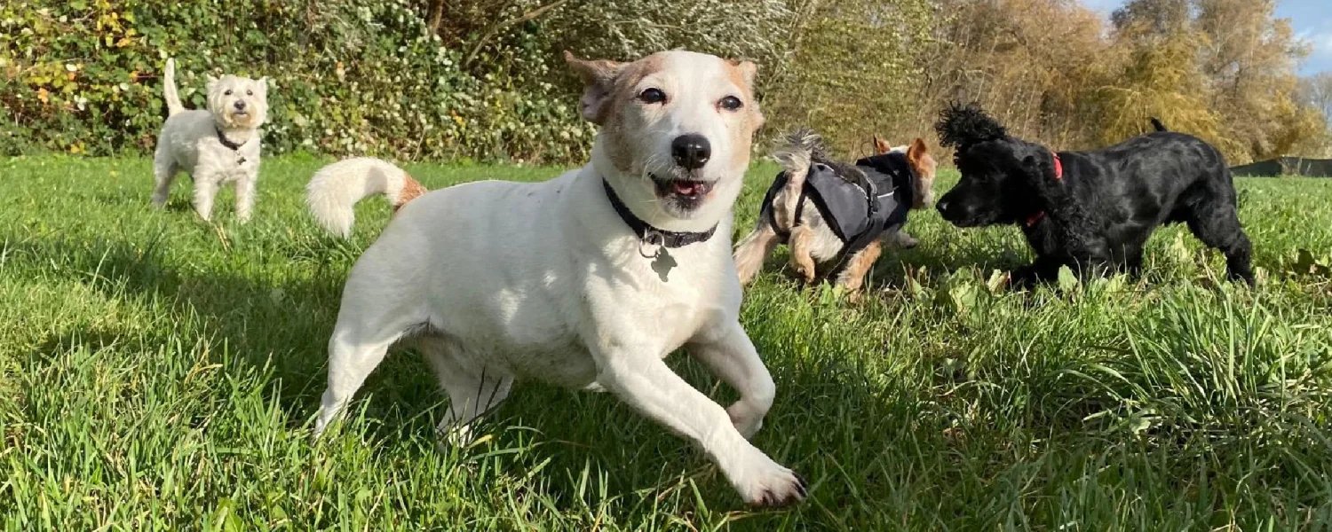 JP’s Pack Doggy Day Care – header