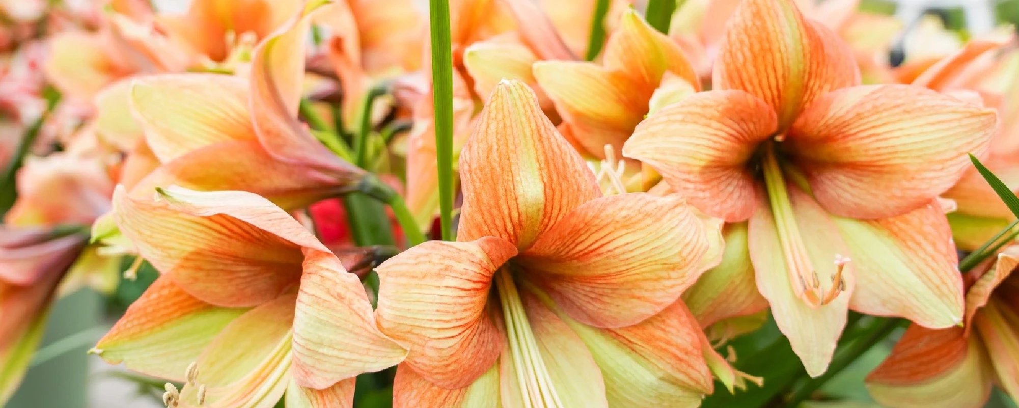 Van Kester Amaryllis – header