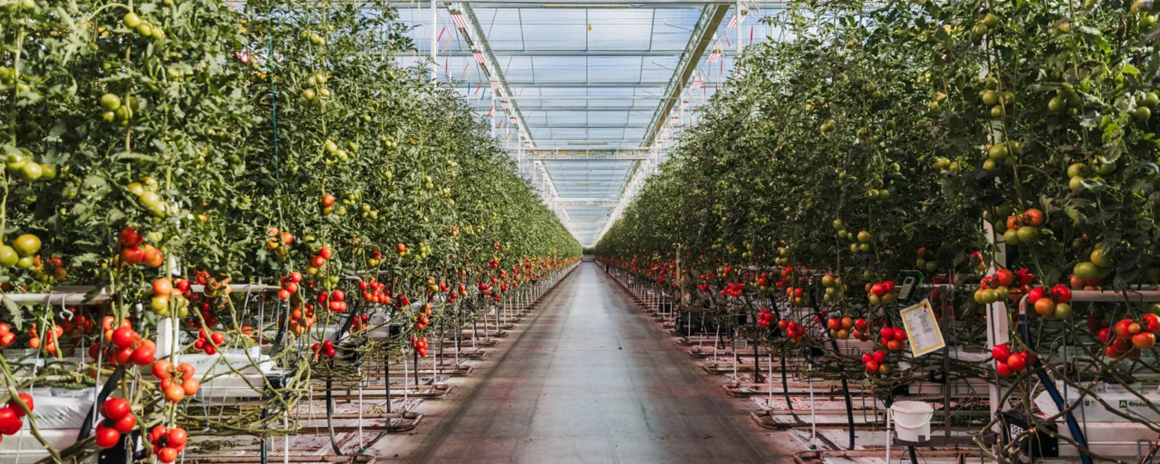 Schenkeveld Tomaten – header