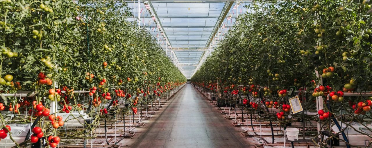 Schenkeveld Tomaten – header