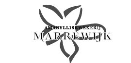 Amarylliskwekerij Marrewijk