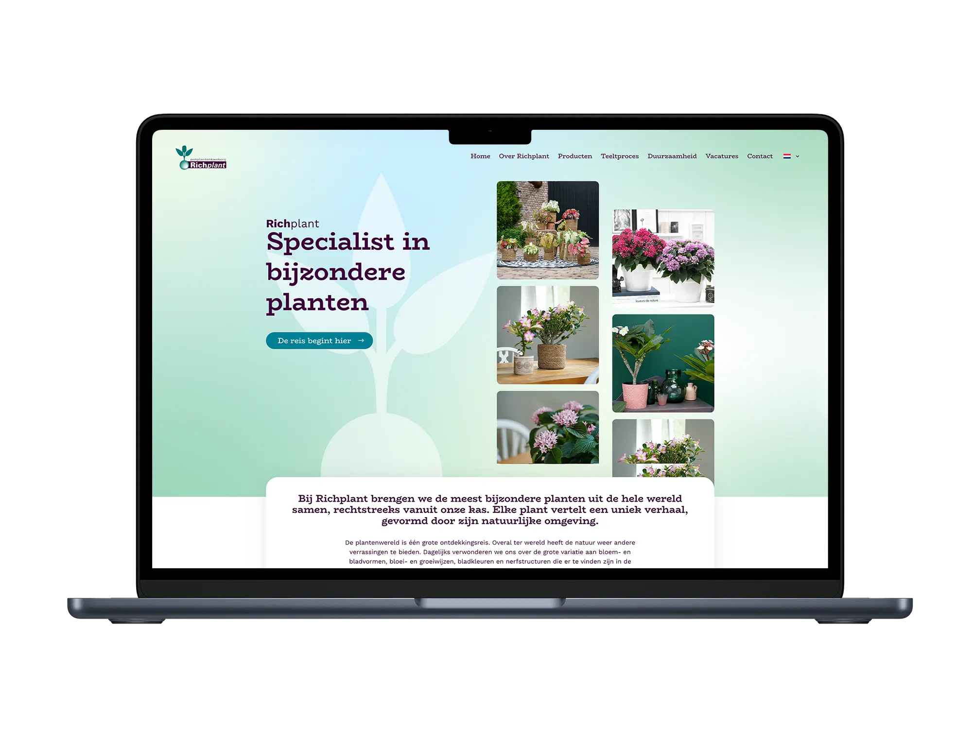 Richplant – mockup