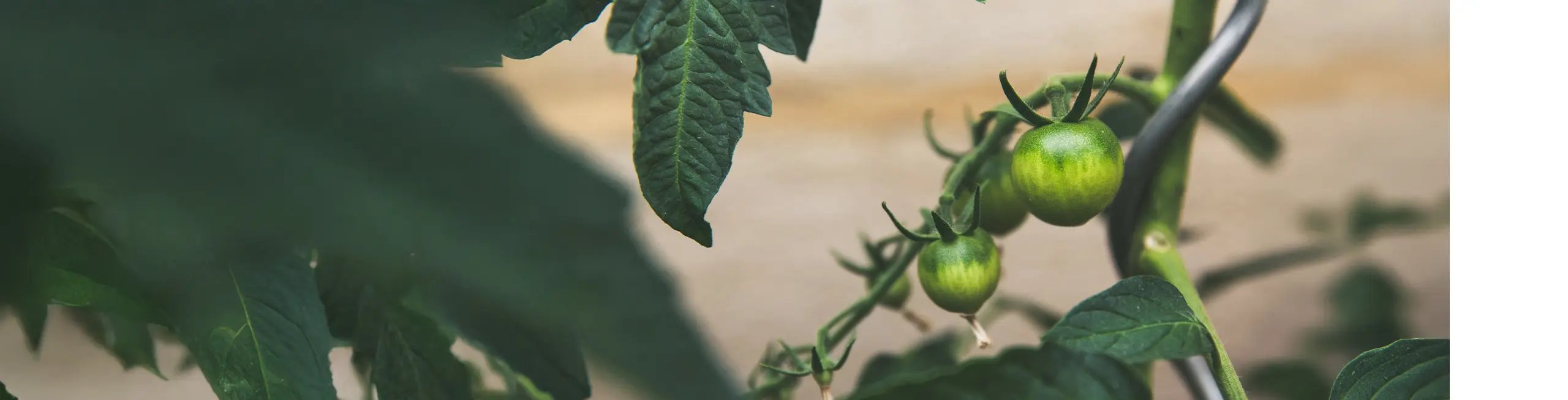 Tuinbouw – header