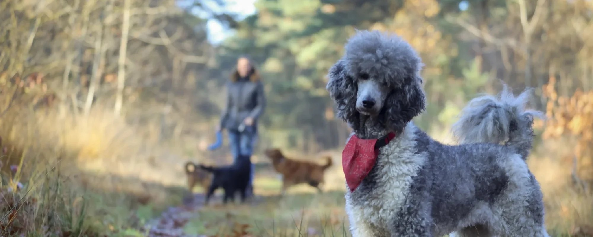 Dierenpension Dierengeluk – header