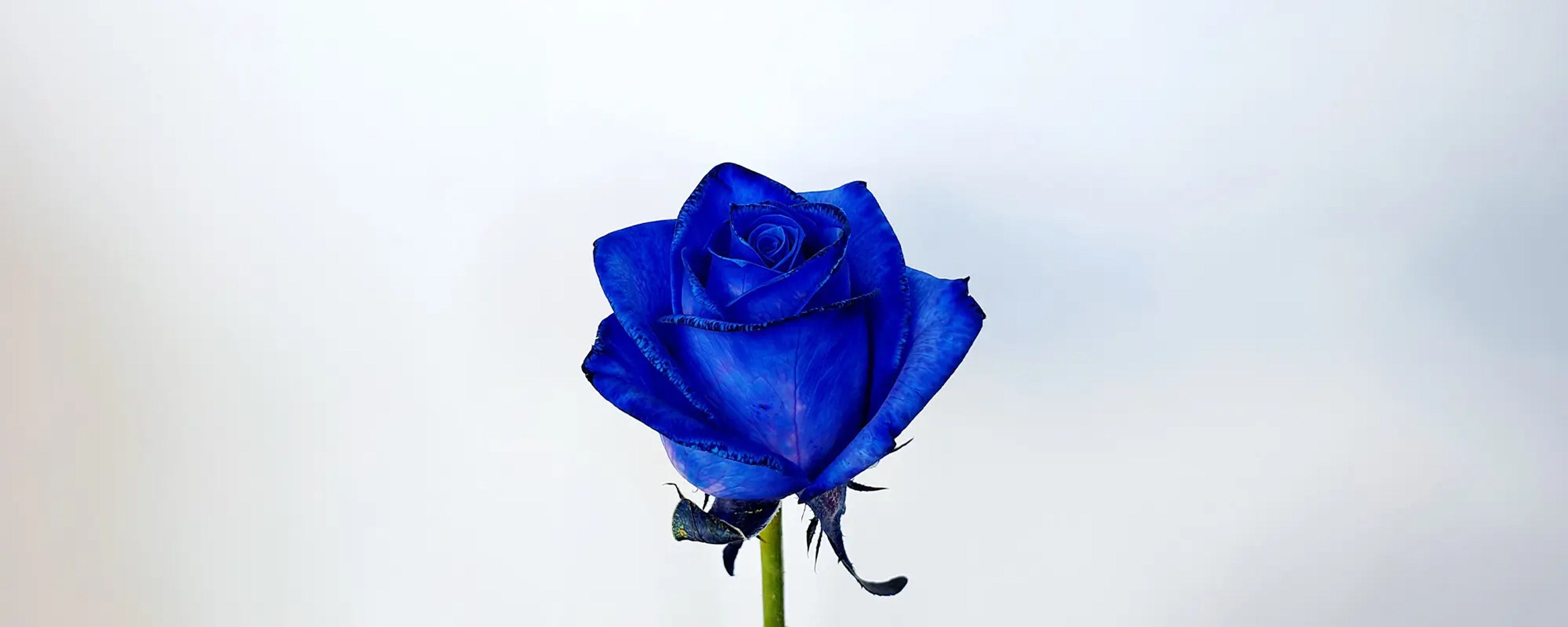 Avance Roses – header