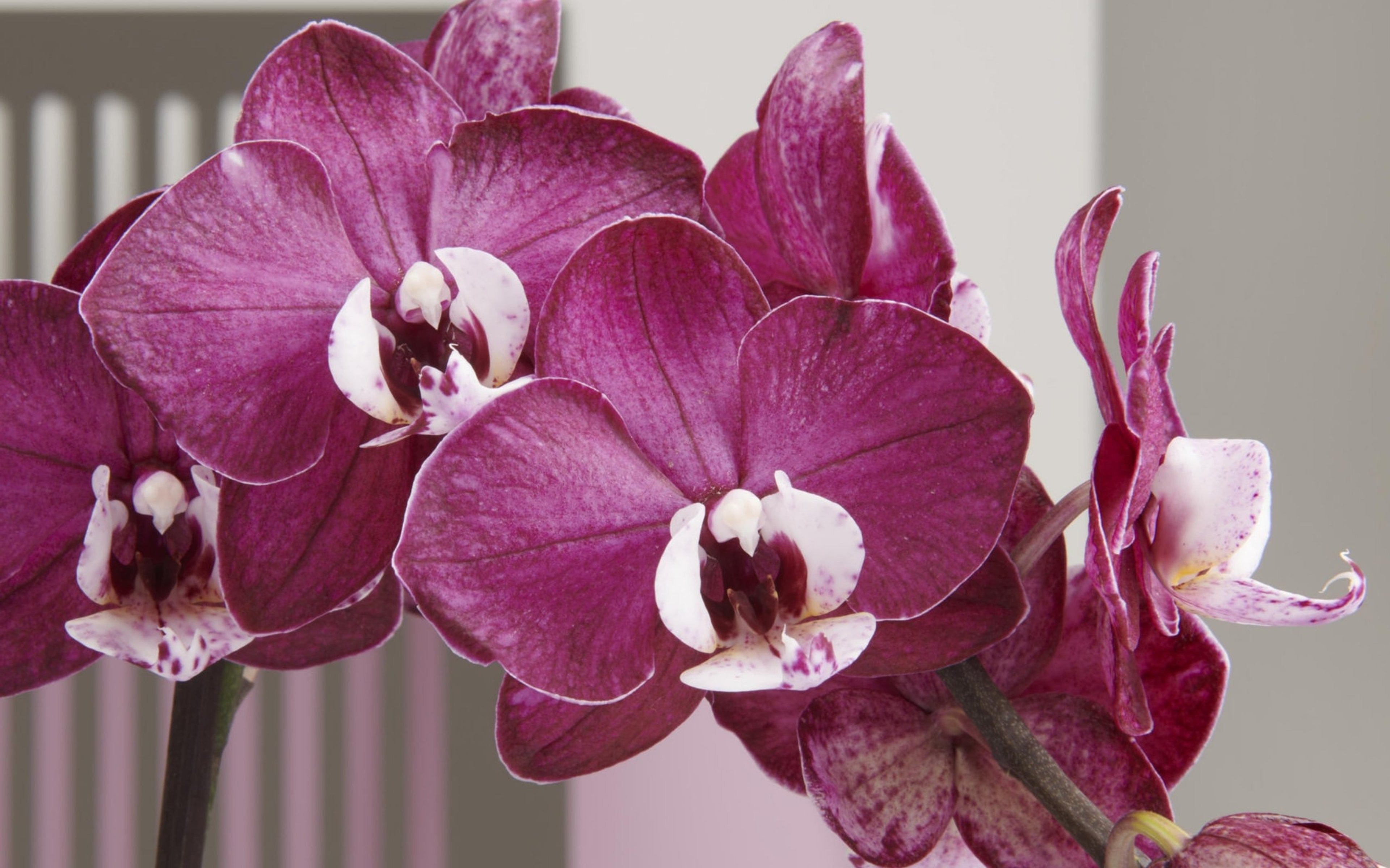 Opti-flor – visual 4