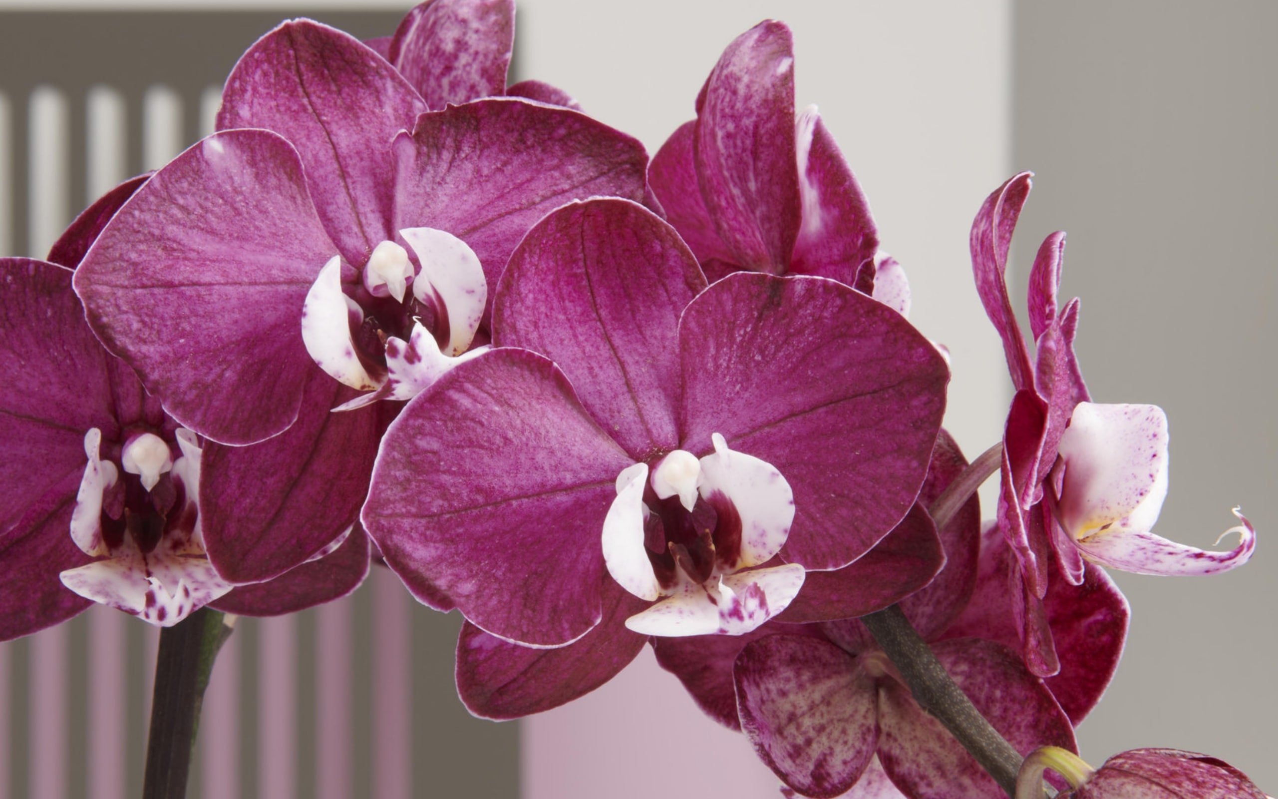 Opti-flor – visual 4