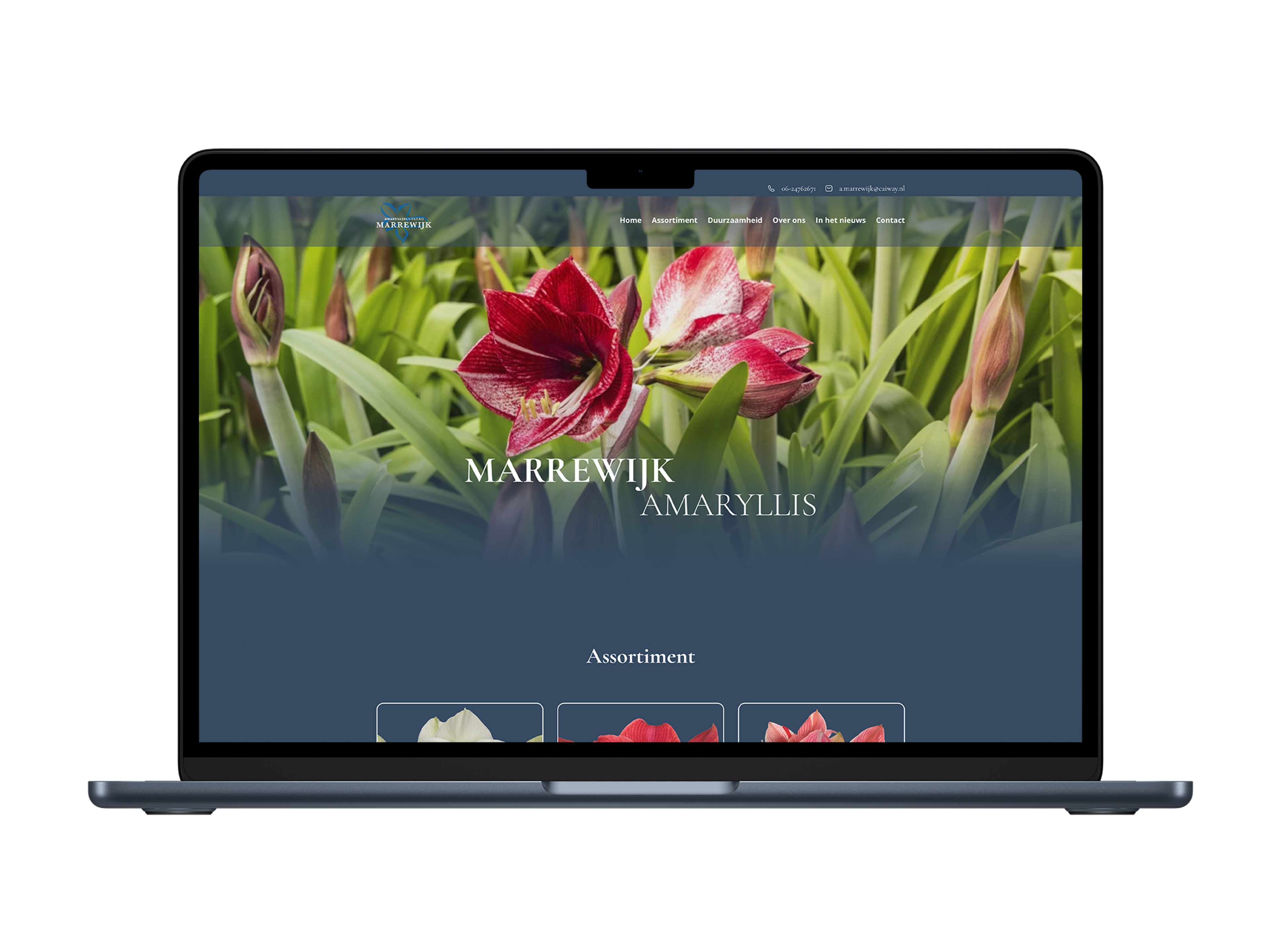 Amaryllis kwekerij Marrewijk – mockup
