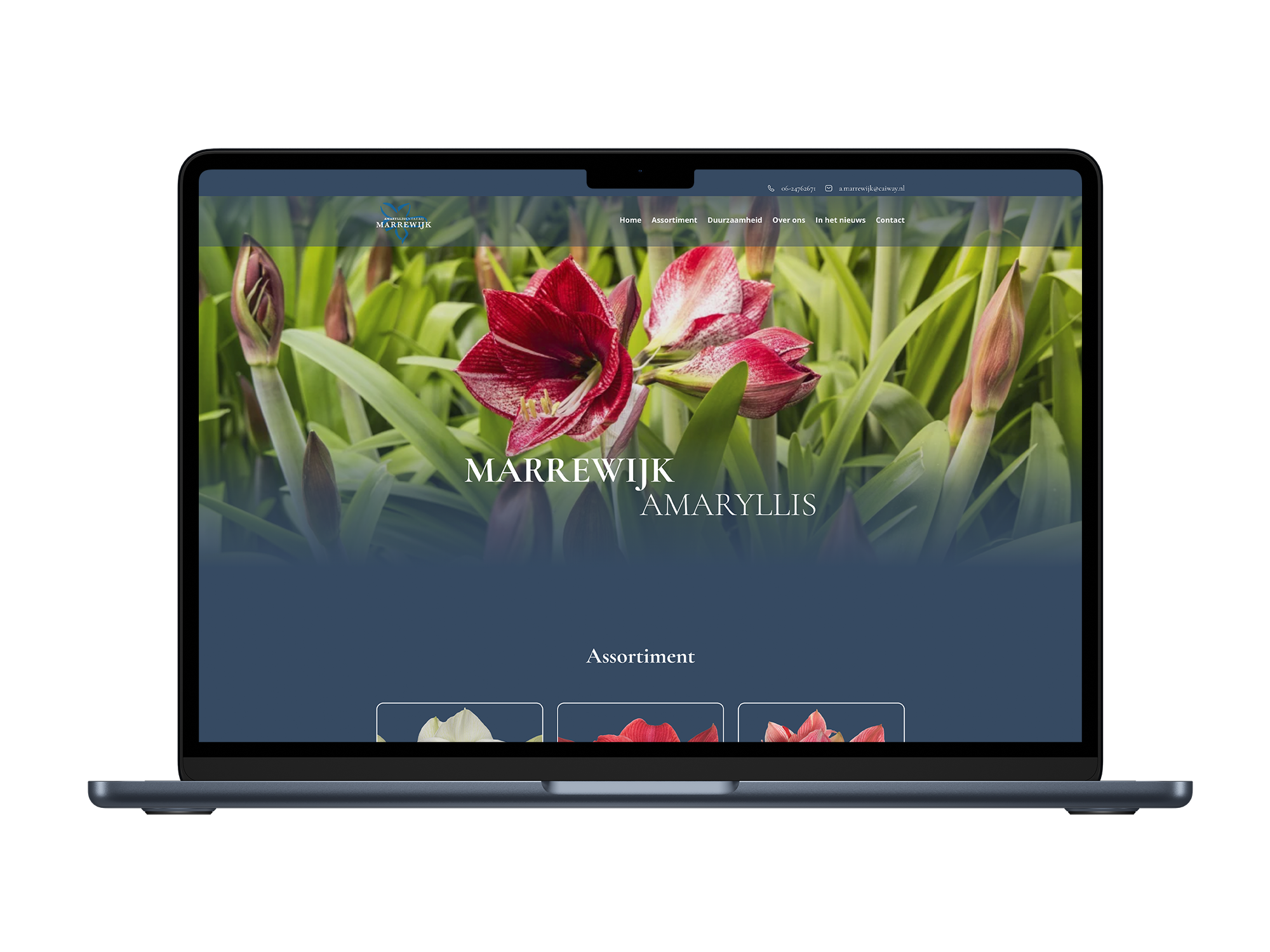 Amaryllis kwekerij Marrewijk – mockup
