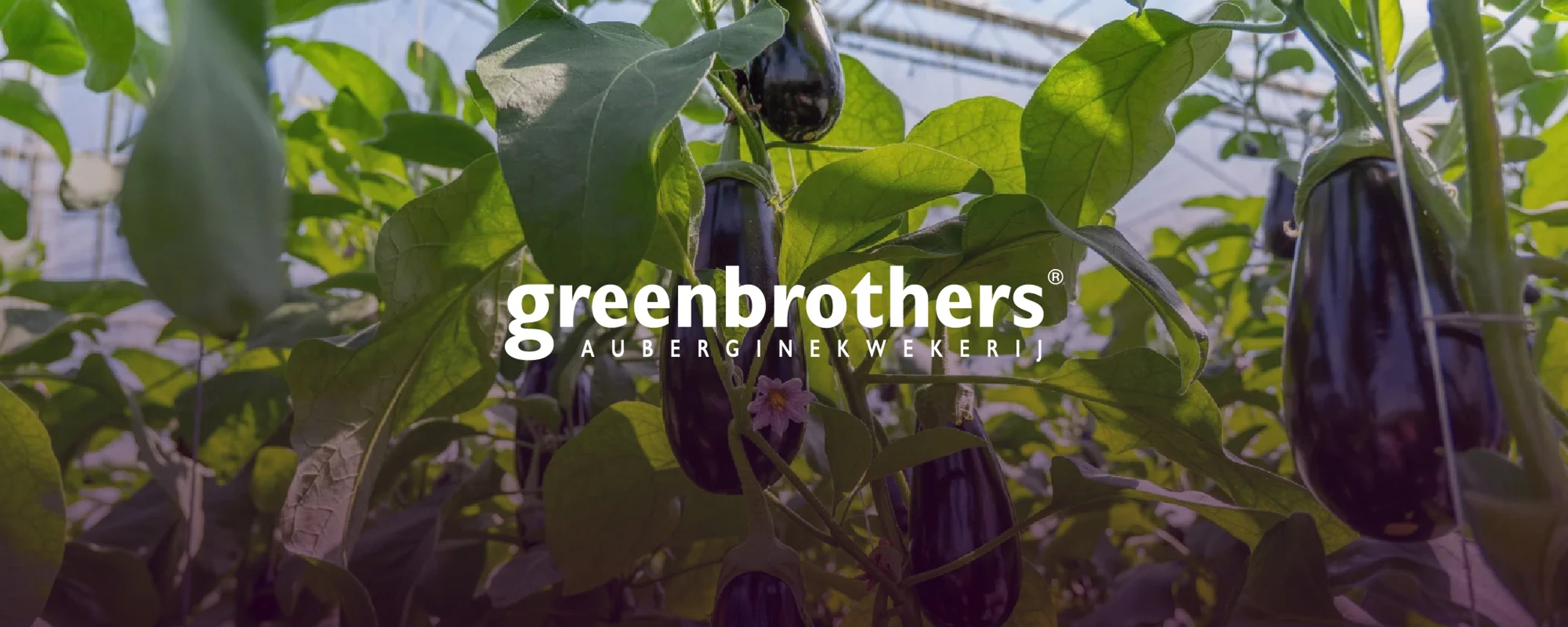 Greenbrothers – header