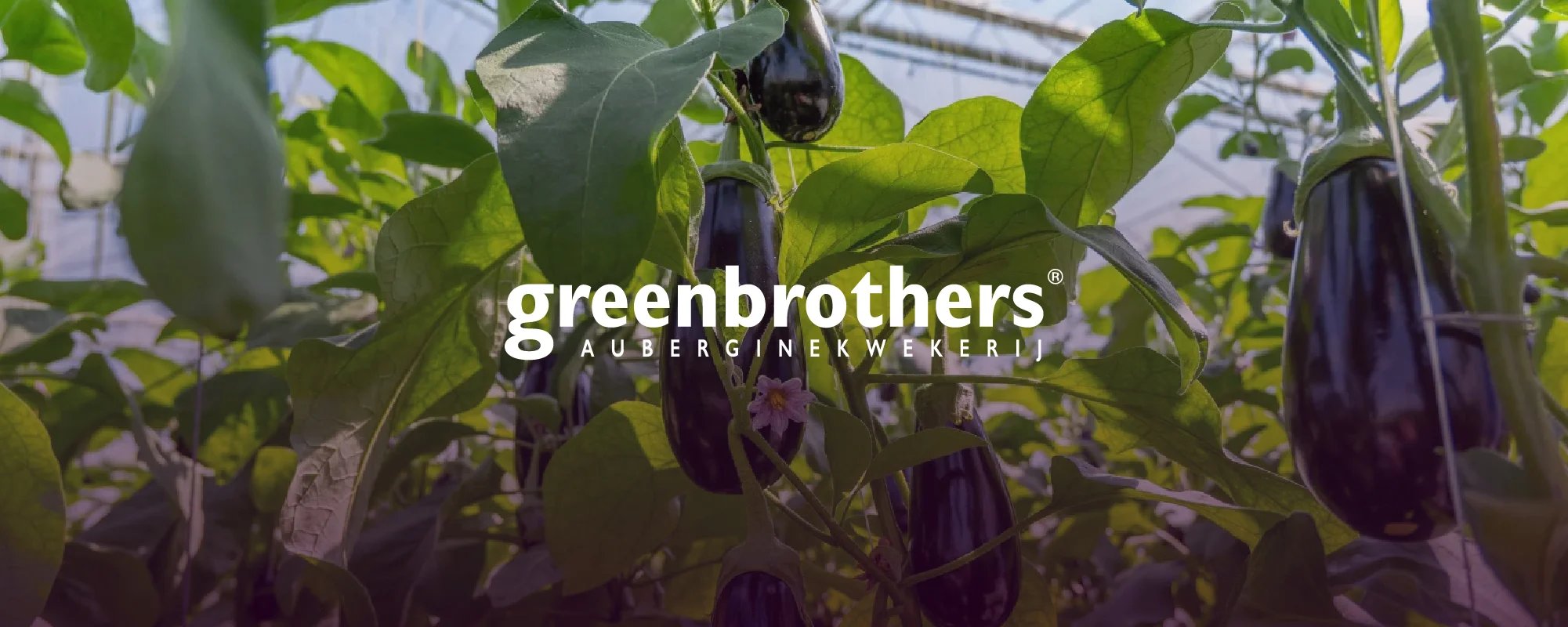 Greenbrothers – header