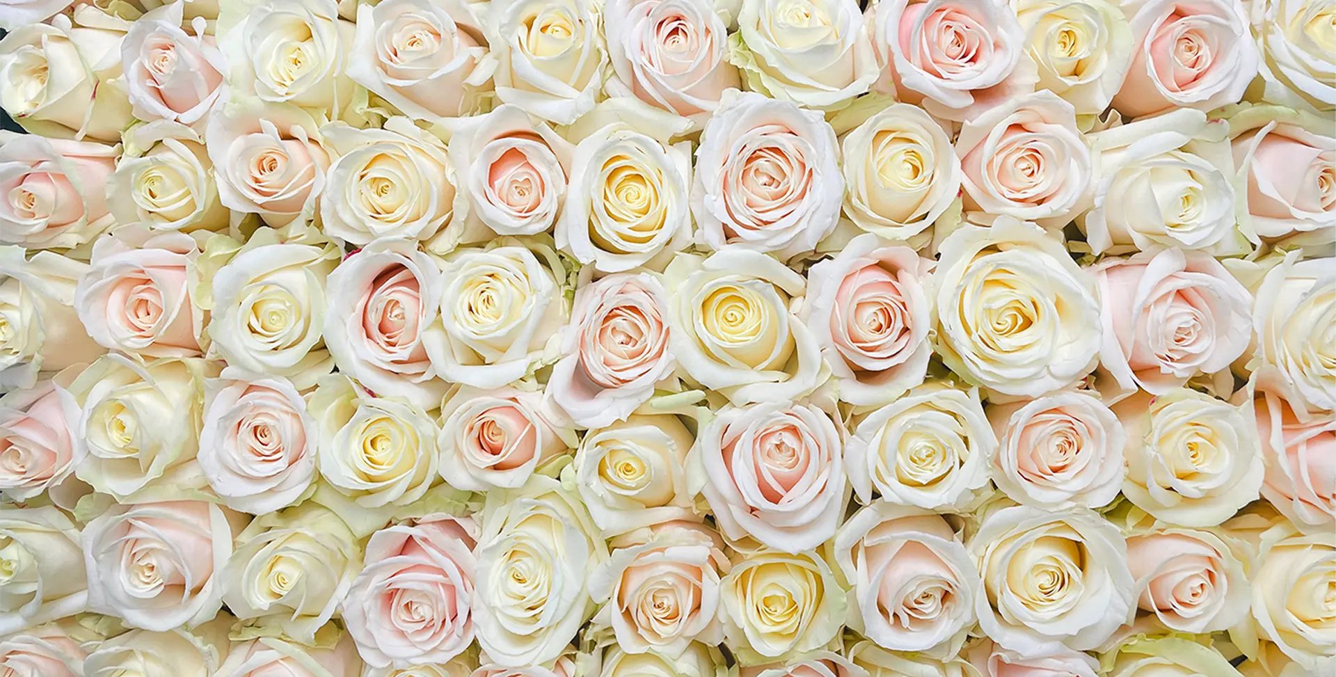 Sk Roses – header