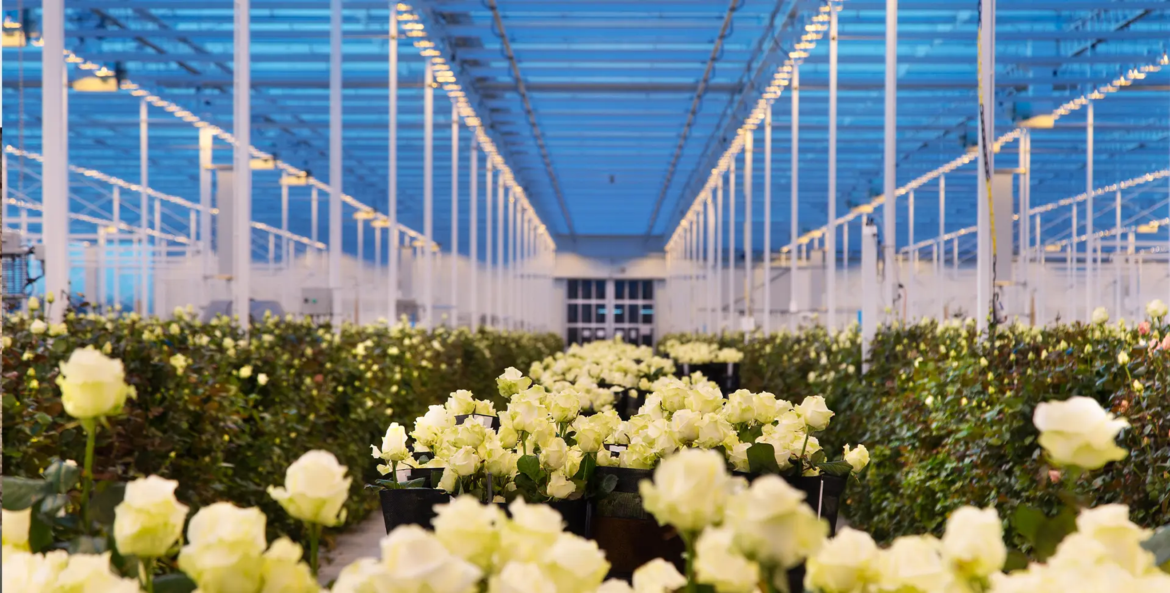 Sk Roses – visual 2