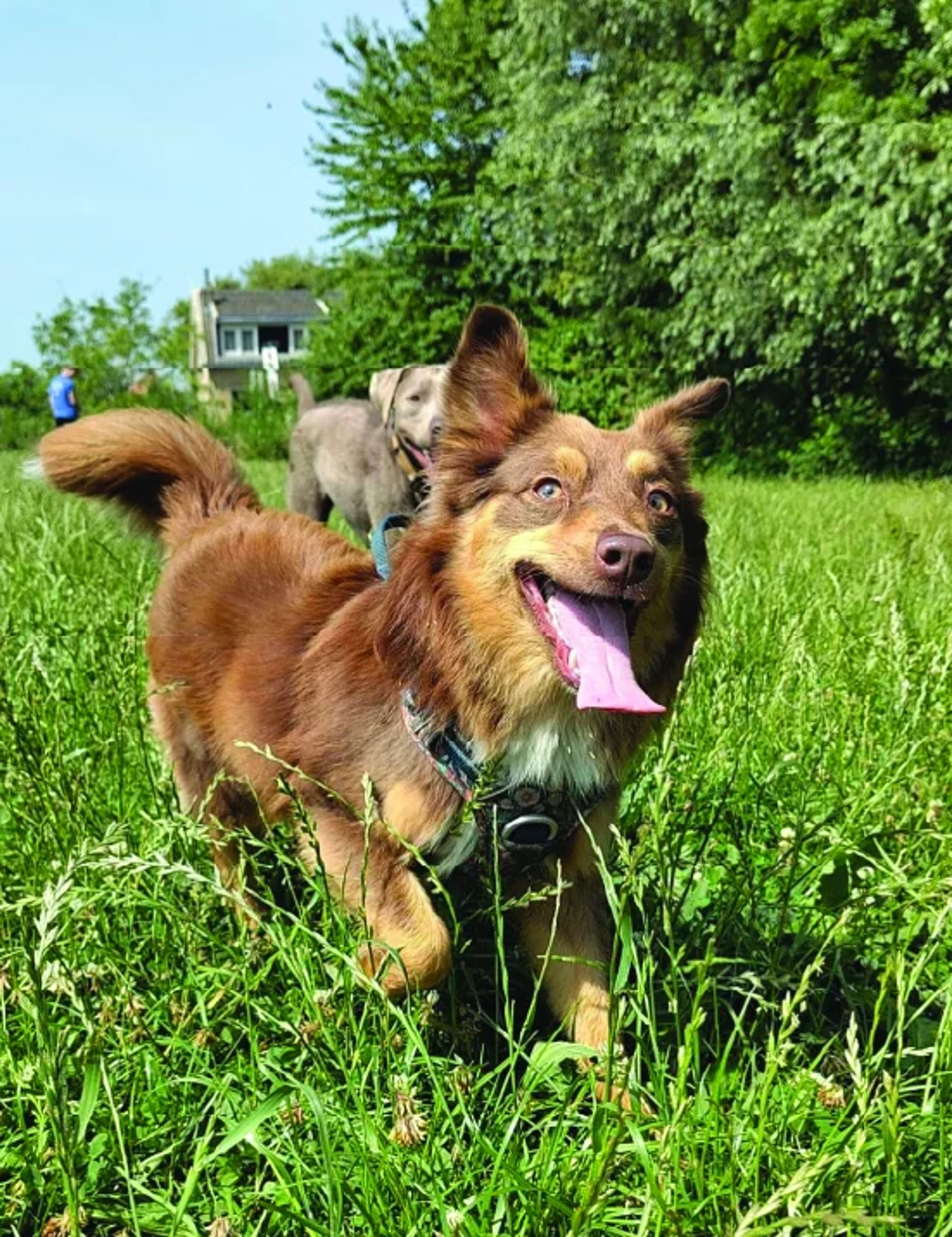 JP’s Pack Doggy Day Care