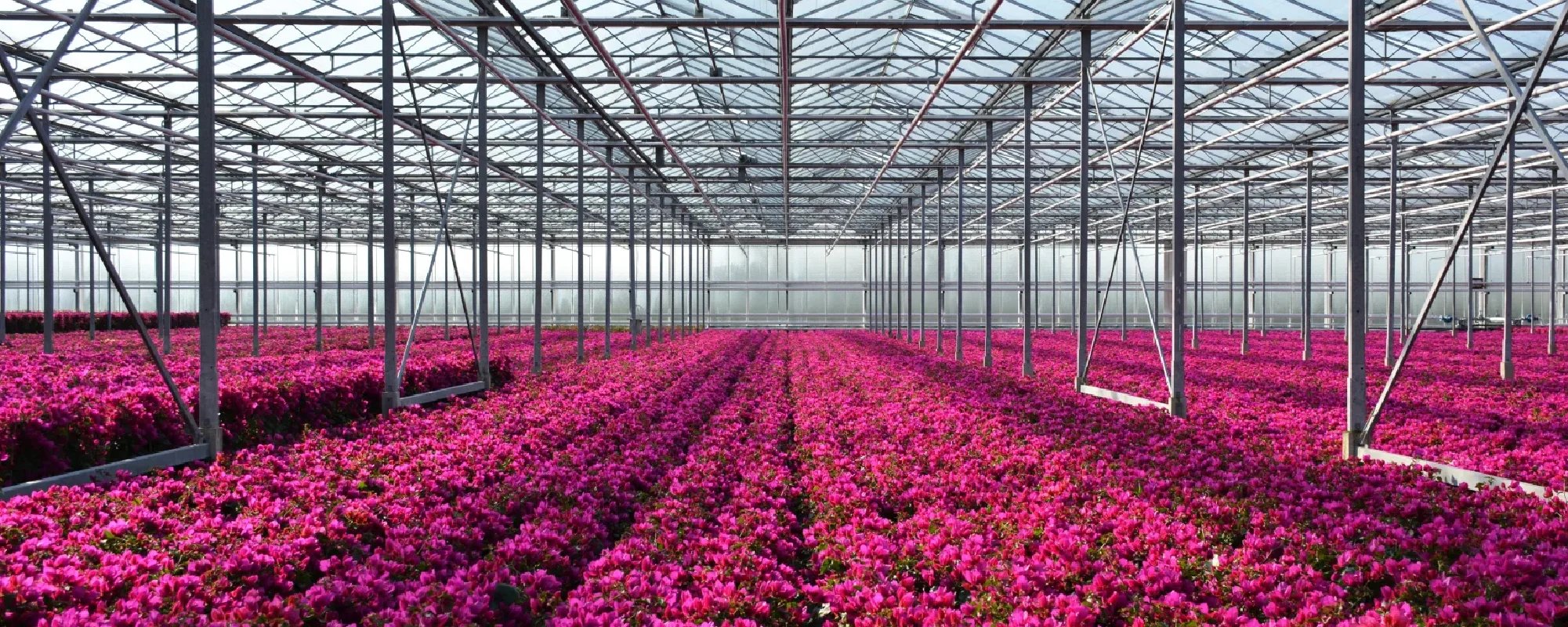 De Wintertuin – header