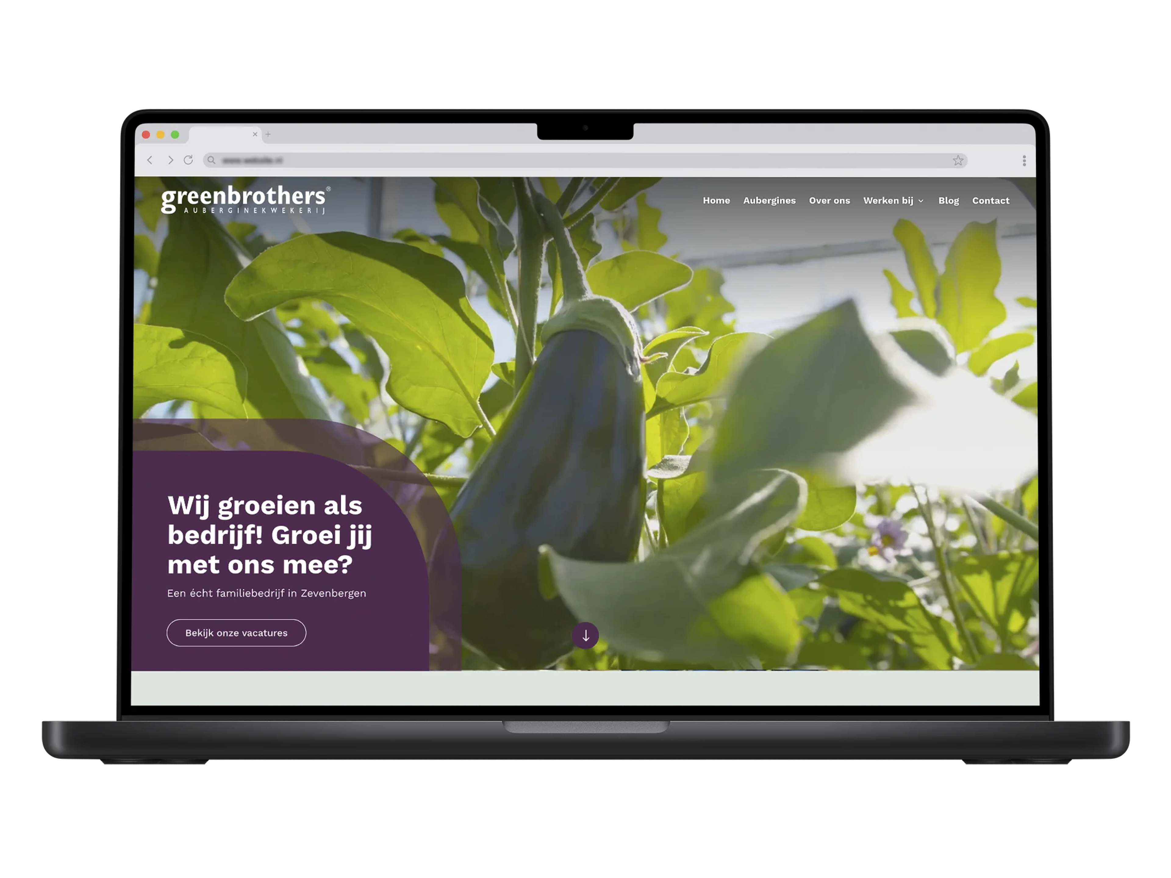 Greenbrothers – mockup