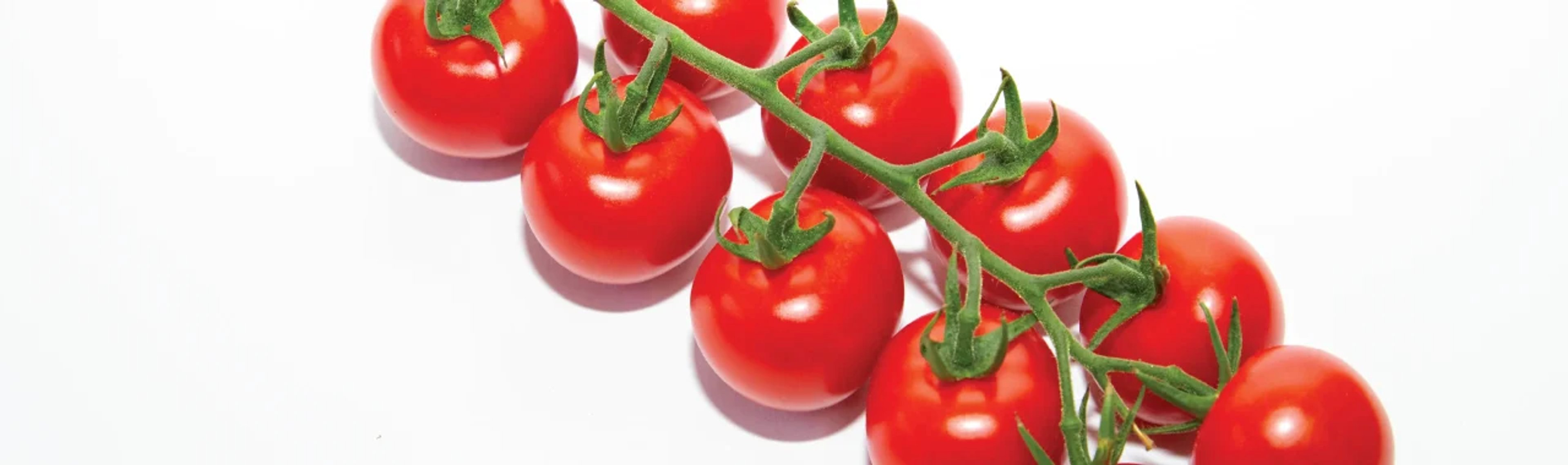 Totam Seeds – header