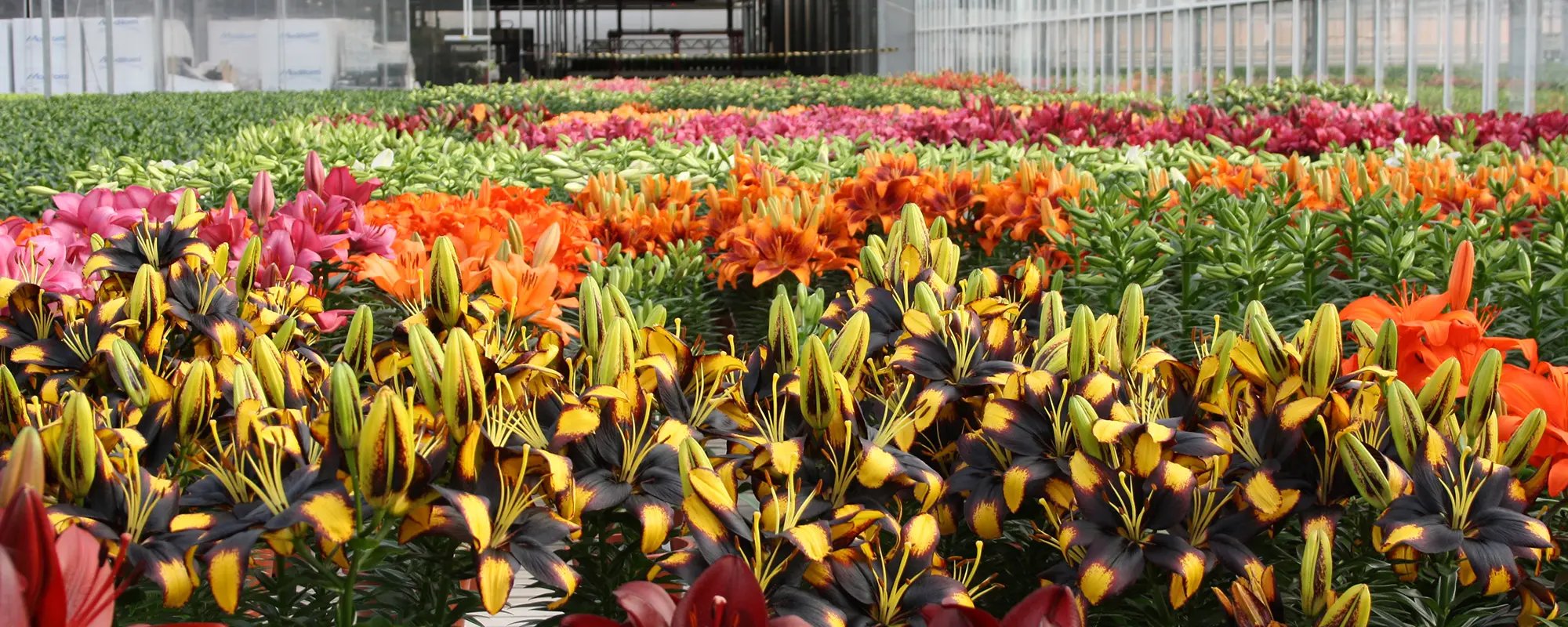Wetering Potlilium – header